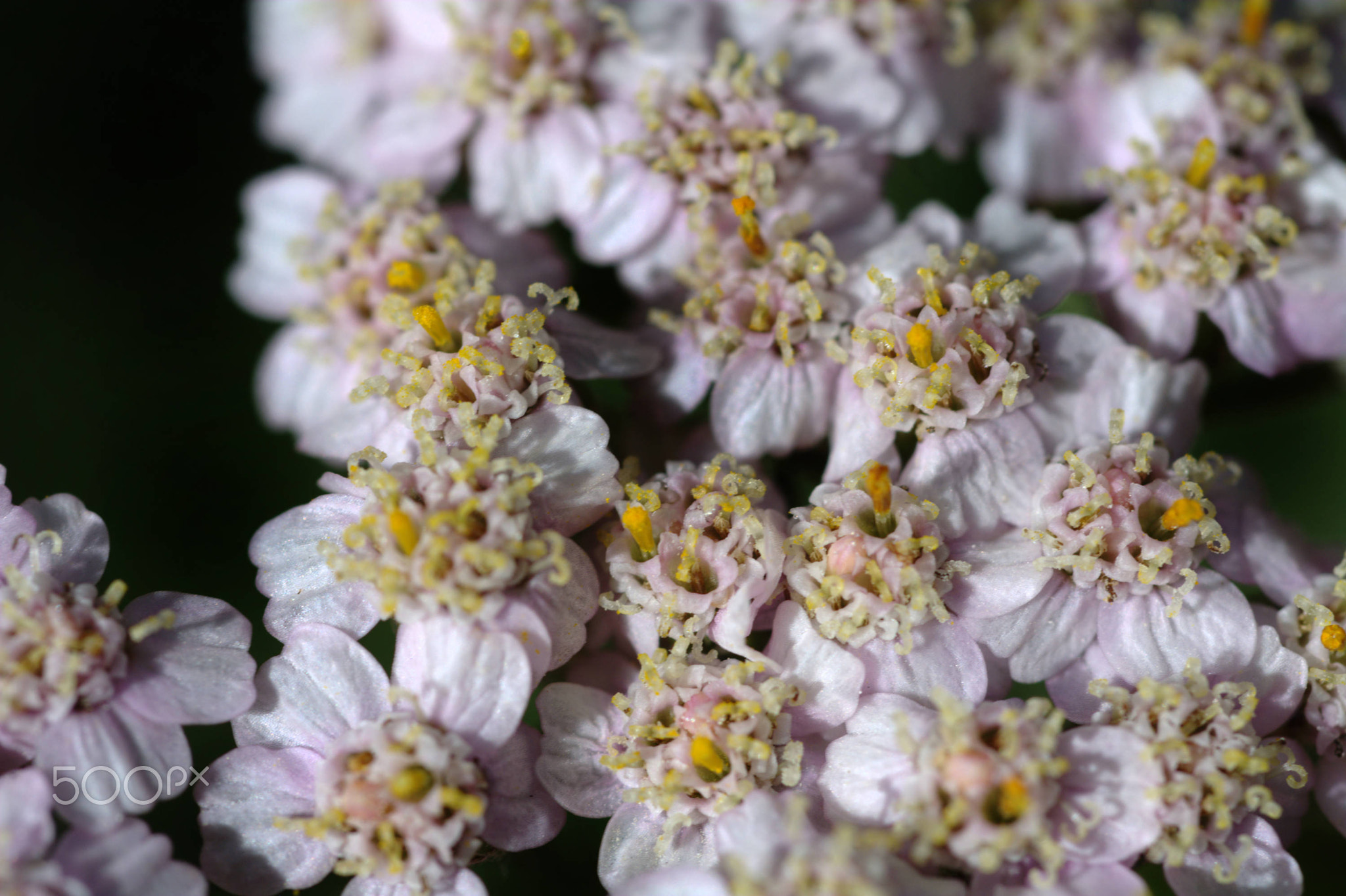 Yarrow