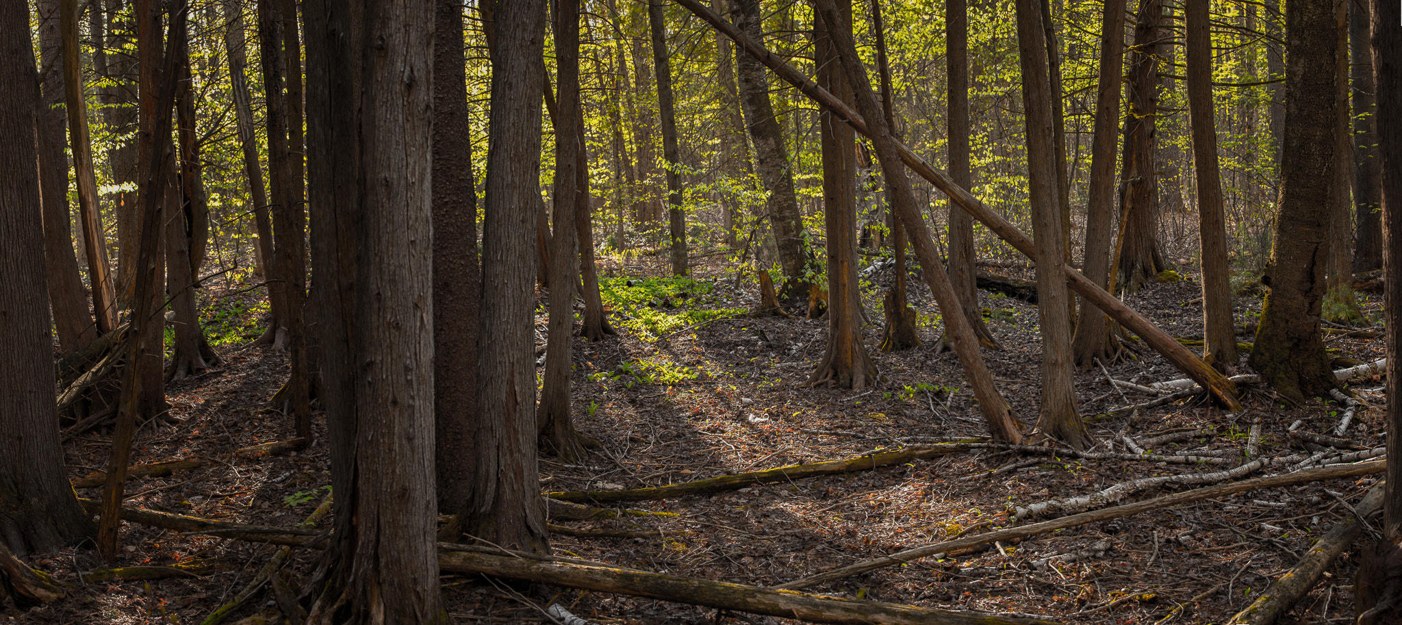 Nikon AF-S Nikkor 70-200mm F4G ED VR sample photo. Pinhey forest... photography
