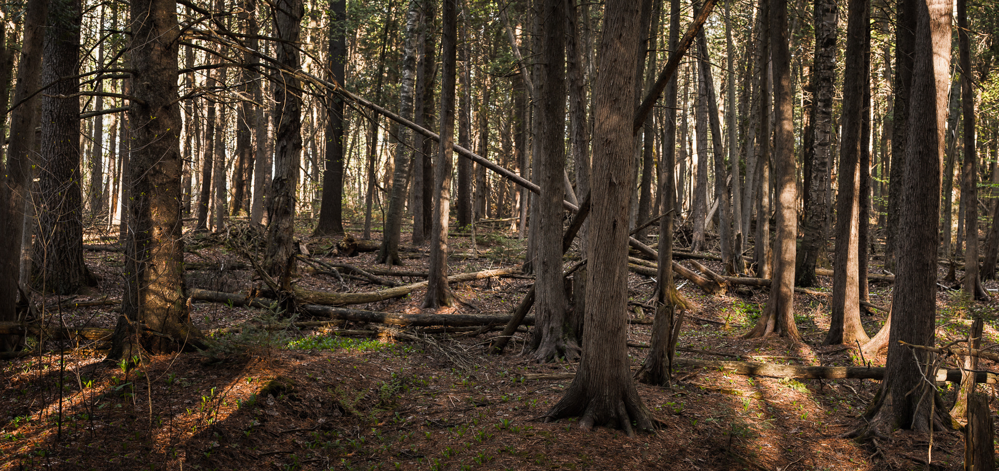 Nikon AF-S Nikkor 70-200mm F4G ED VR sample photo. Pinhey forest... photography