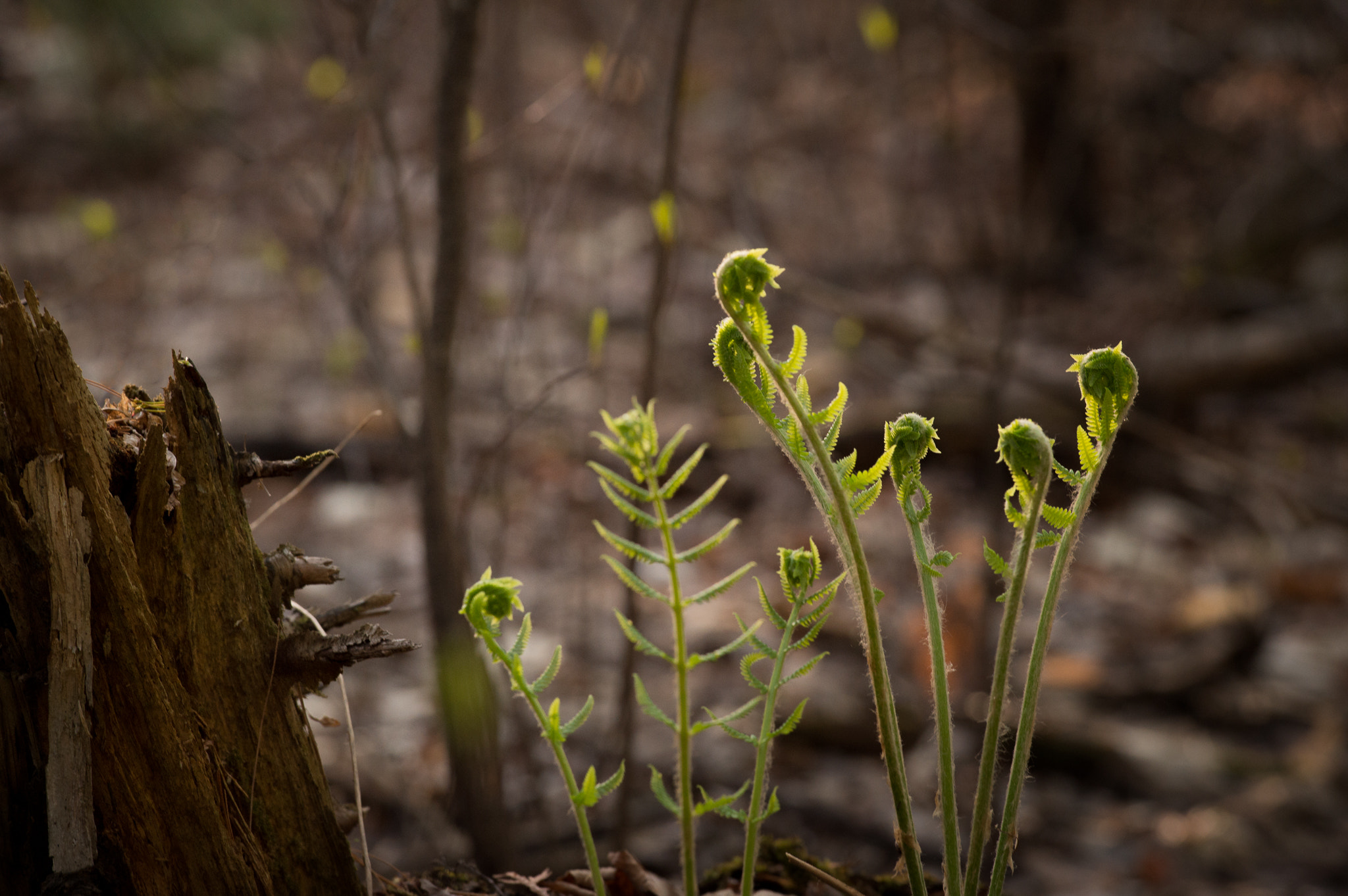 Nikon AF-S Nikkor 70-200mm F4G ED VR sample photo. Pinhey forest... photography