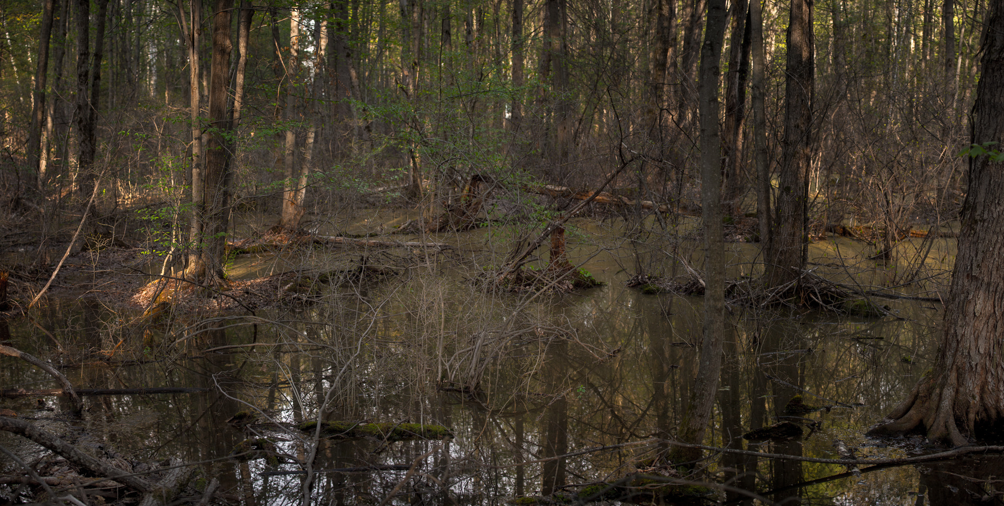 Nikon AF-S Nikkor 70-200mm F4G ED VR sample photo. Pinhey forest... photography