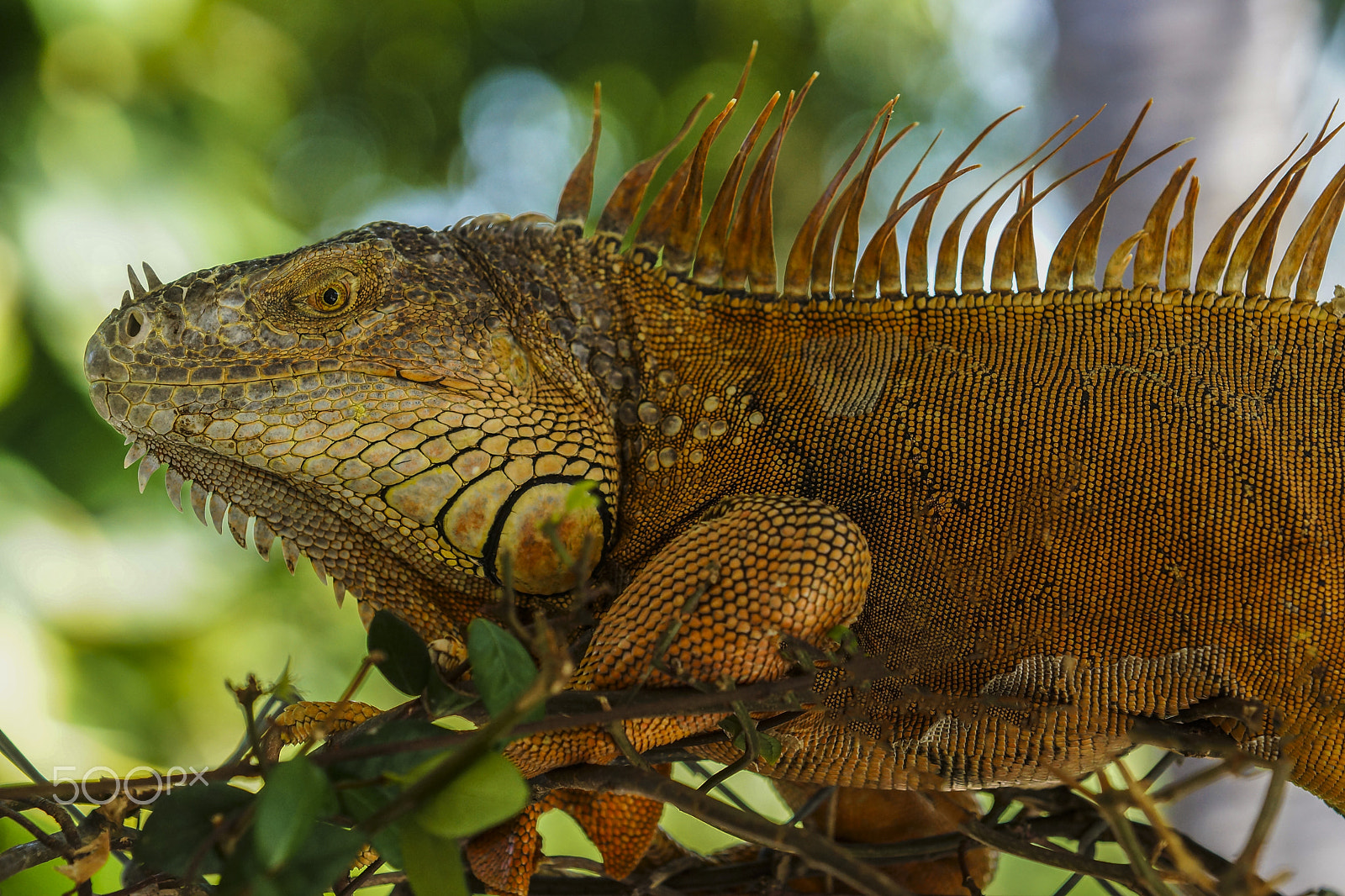 Sony SLT-A77 + Minolta/Sony AF 70-200mm F2.8 G sample photo. Iguana-islamorada-florida photography