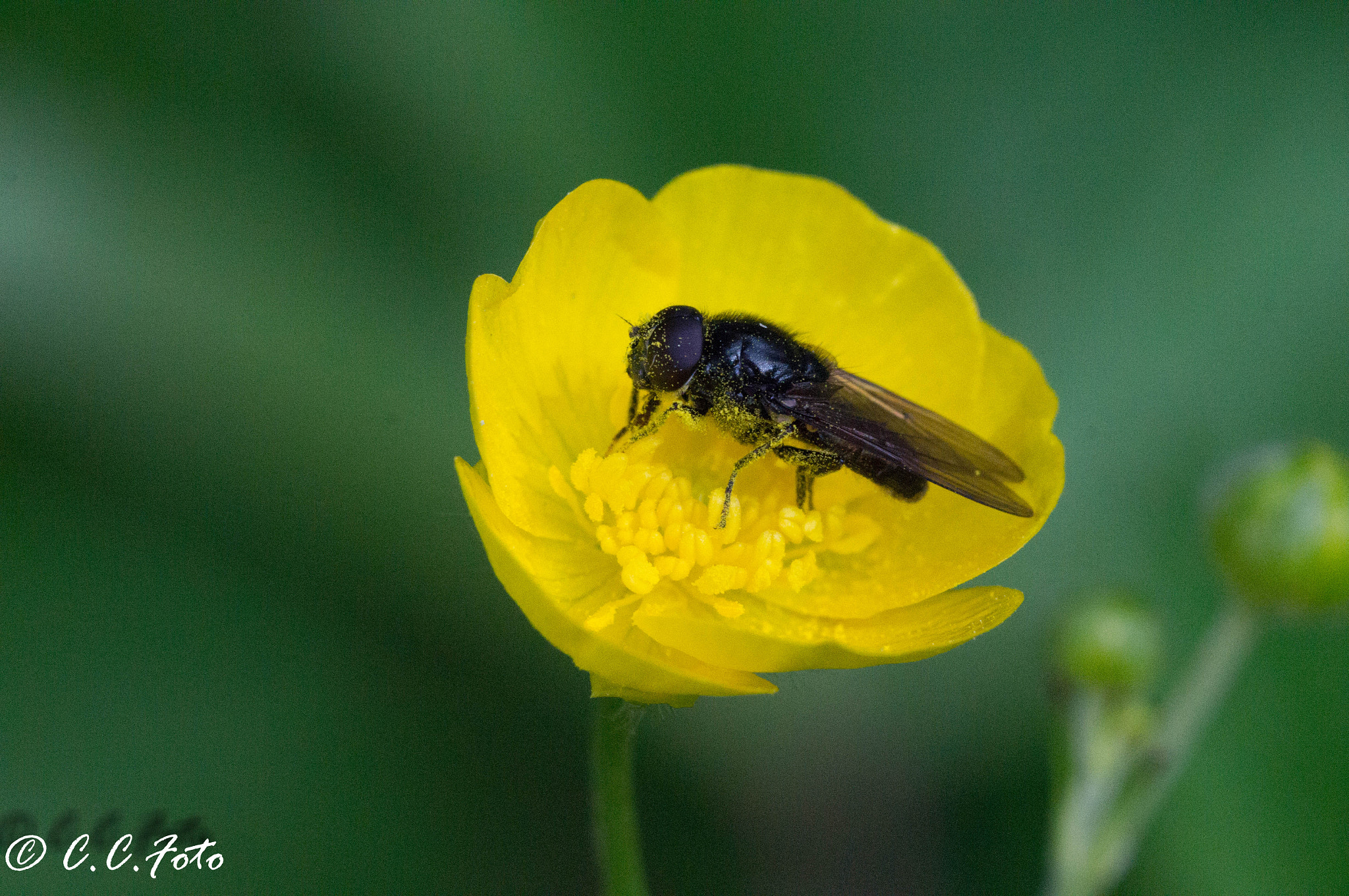 Sony SLT-A37 + 90mm F2.8 Macro SSM sample photo. Dsc03540.jpg photography