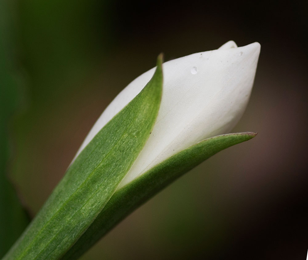 Olympus E-5 + Sigma 105mm F2.8 EX DG Macro sample photo. Early spring flower in the swamp photography