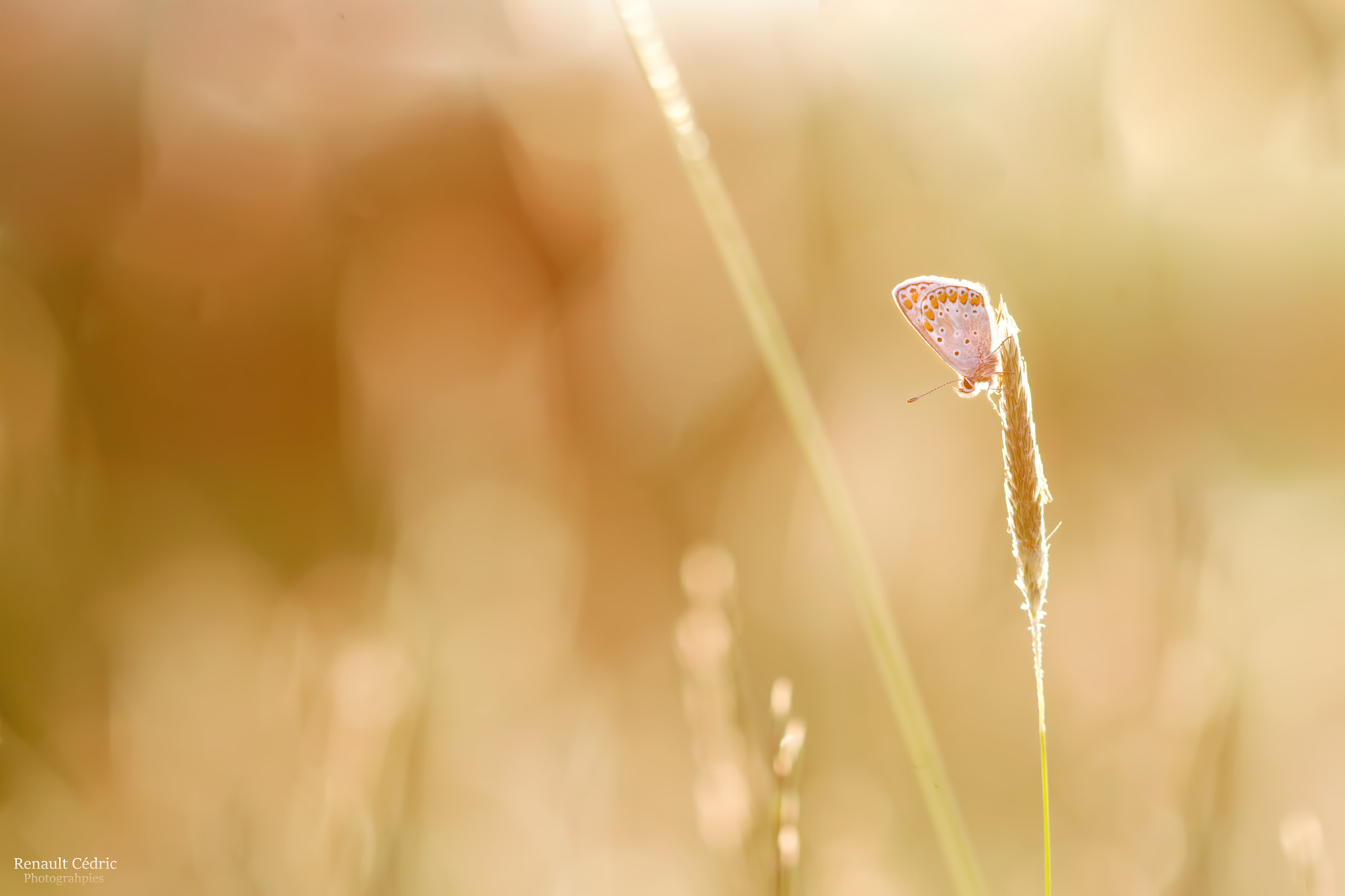 Canon EF 300mm F4L IS USM sample photo. Golden azuré photography