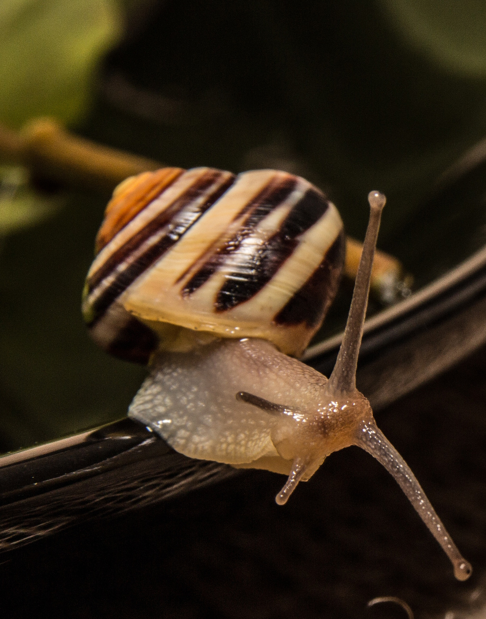 Canon EOS 650D (EOS Rebel T4i / EOS Kiss X6i) sample photo. Escargot photography