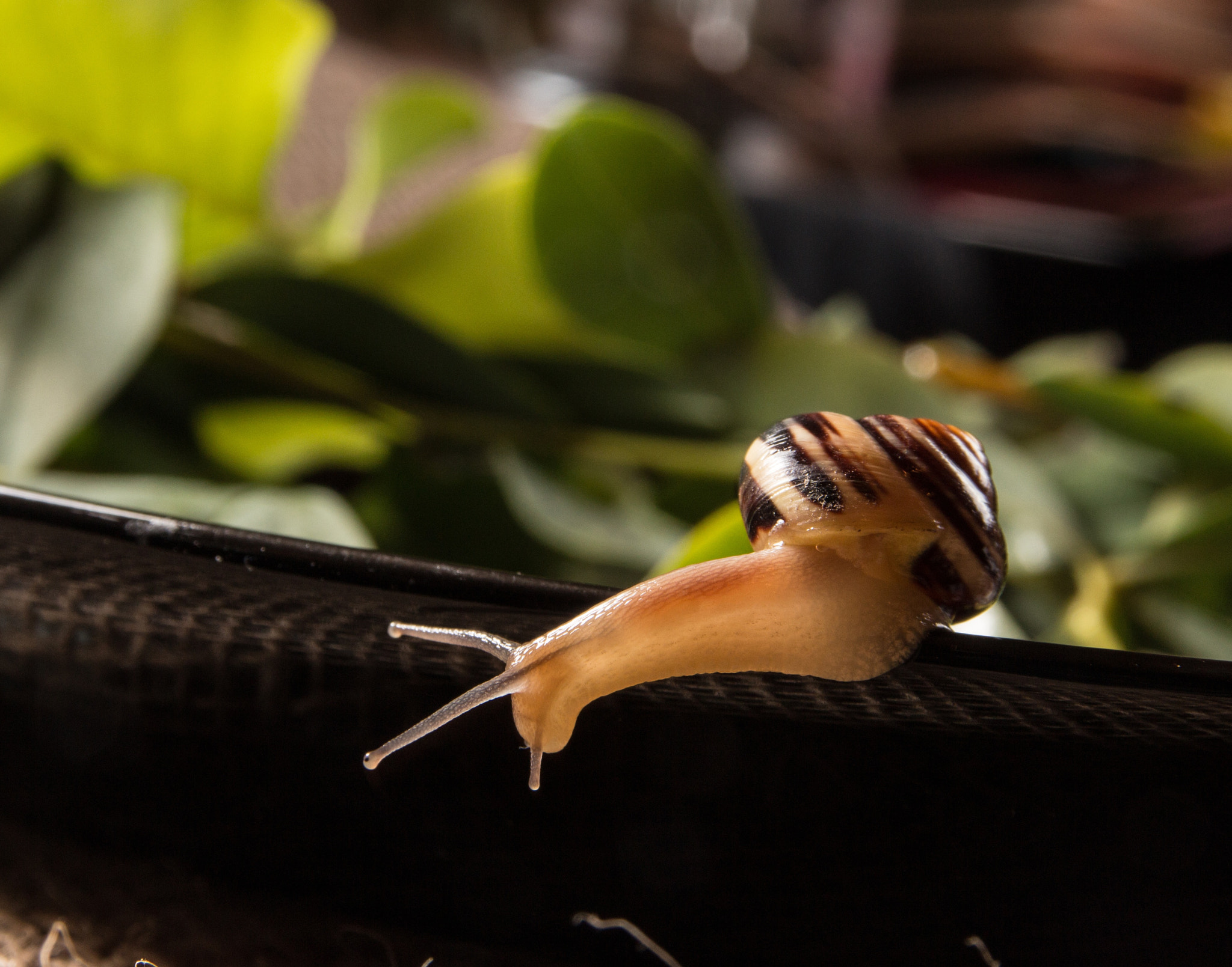 Canon EOS 650D (EOS Rebel T4i / EOS Kiss X6i) sample photo. Escargot photography
