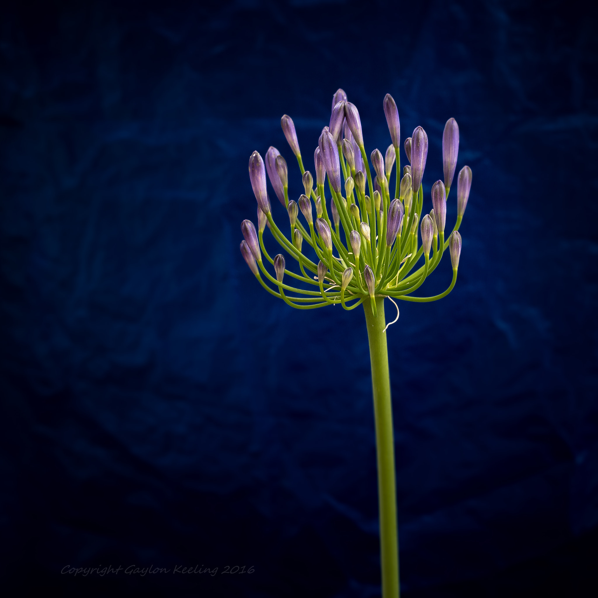 Sigma 30mm F1.4 EX DC HSM sample photo. Lily of the nile photography