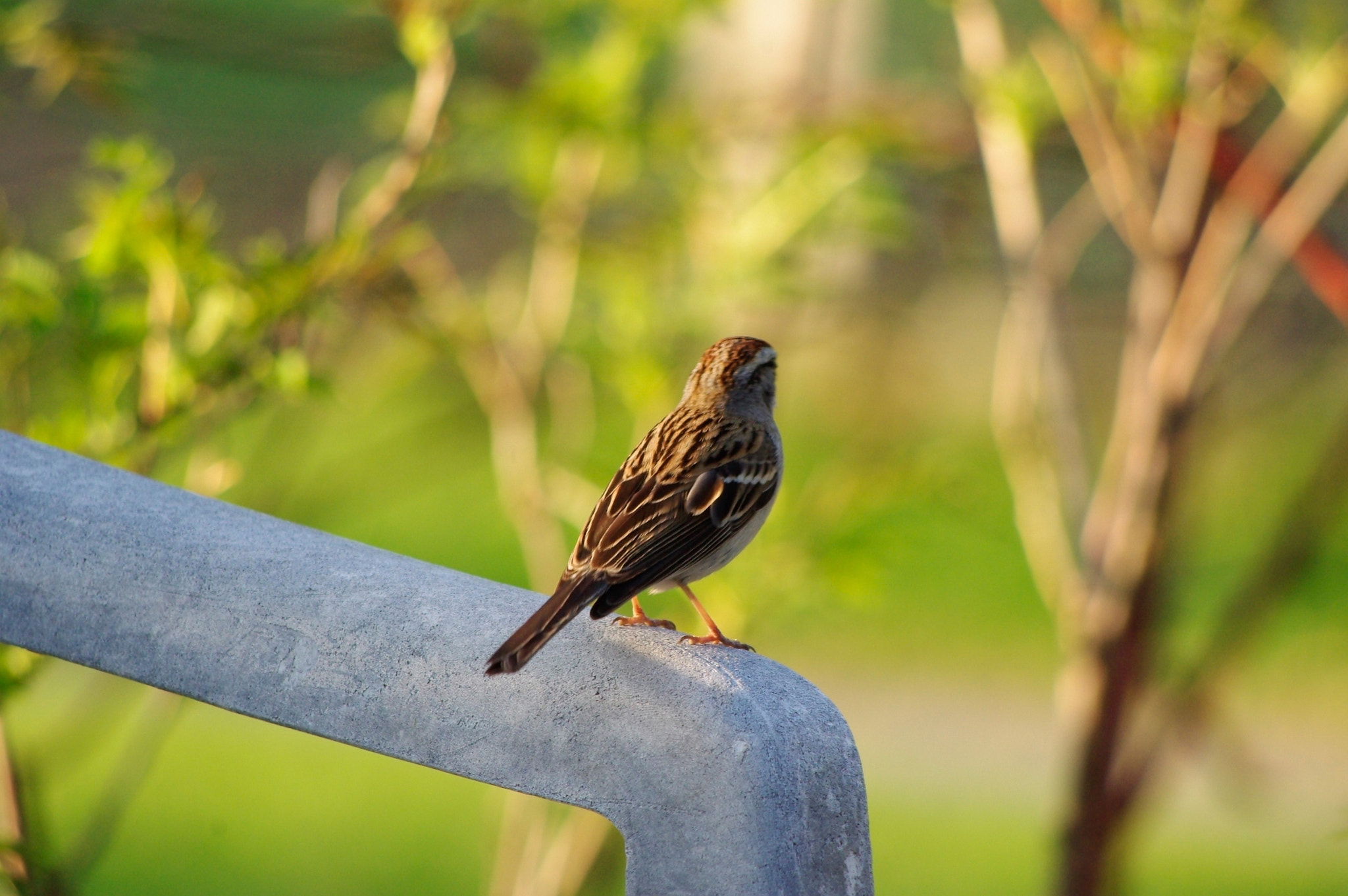 smc PENTAX-DA L 55-300mm F4-5.8 ED sample photo. Armchair sparrow photography