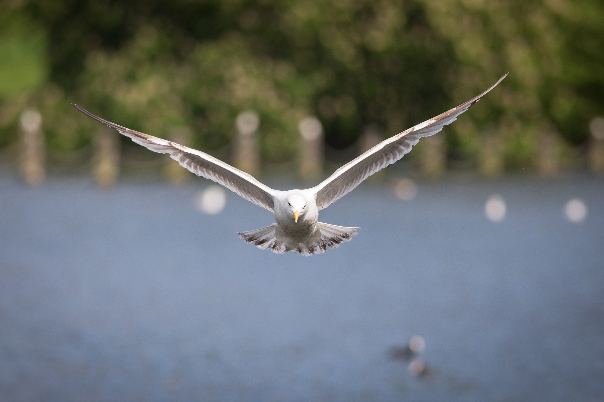 Canon EOS 6D + Canon EF 400mm F5.6L USM sample photo. Seagull photography