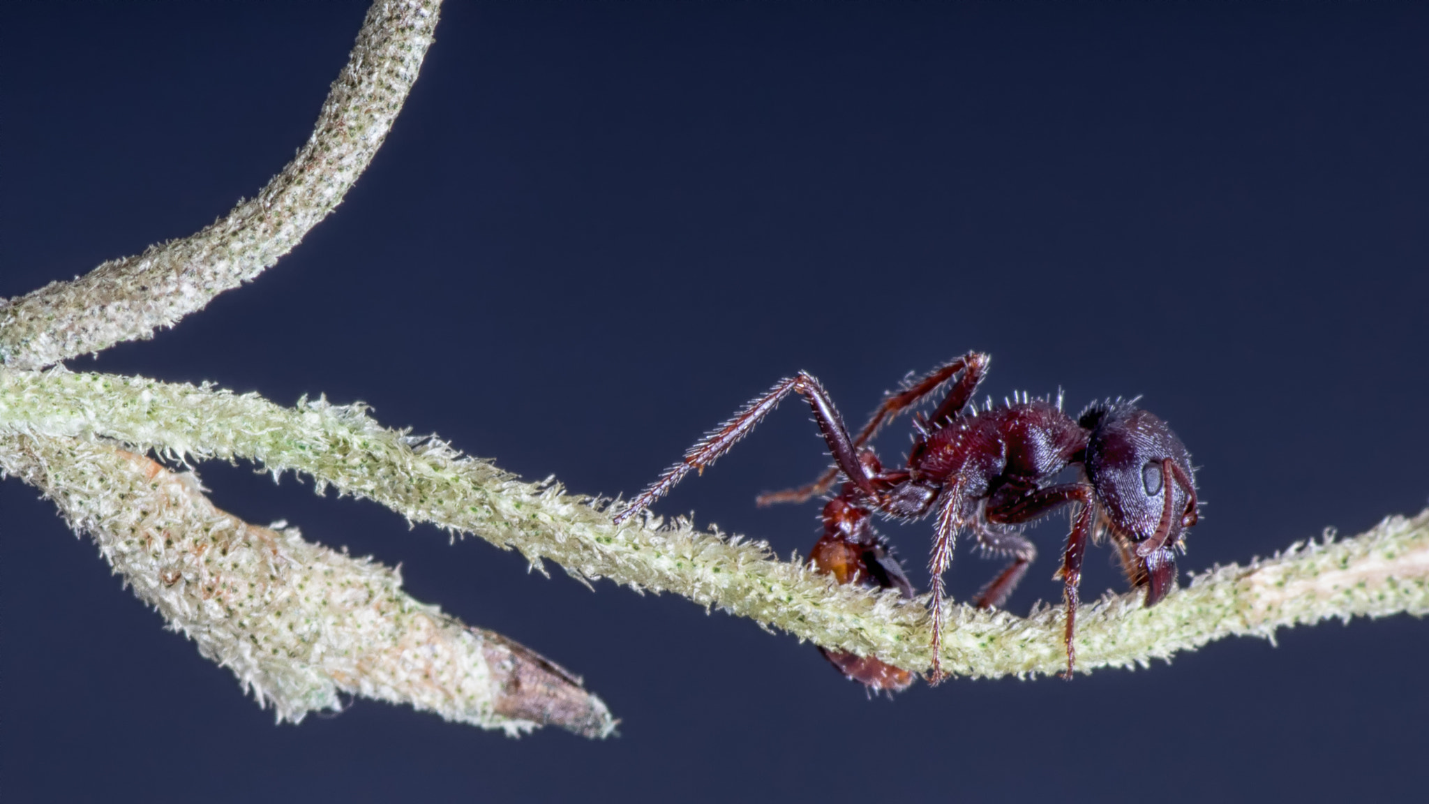 Tamron SP AF 90mm F2.8 Di Macro sample photo. One more ant photography