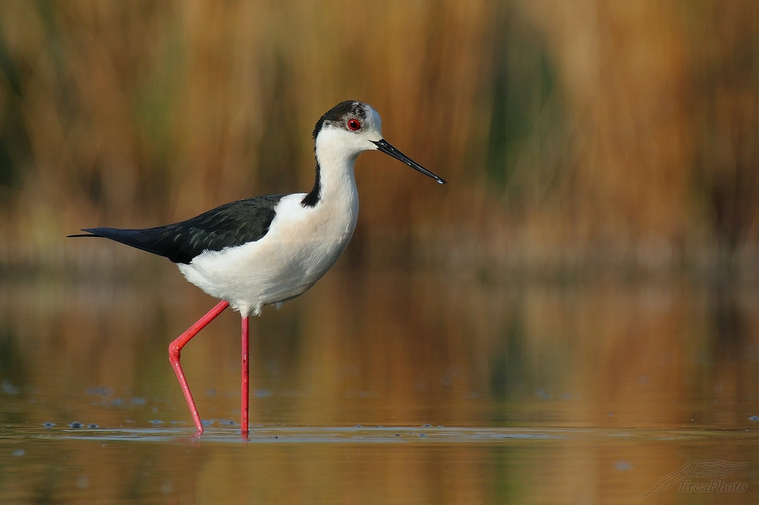 Canon EOS 450D (EOS Rebel XSi / EOS Kiss X2) sample photo. Himantopus himantopus, pisila čáponohá photography