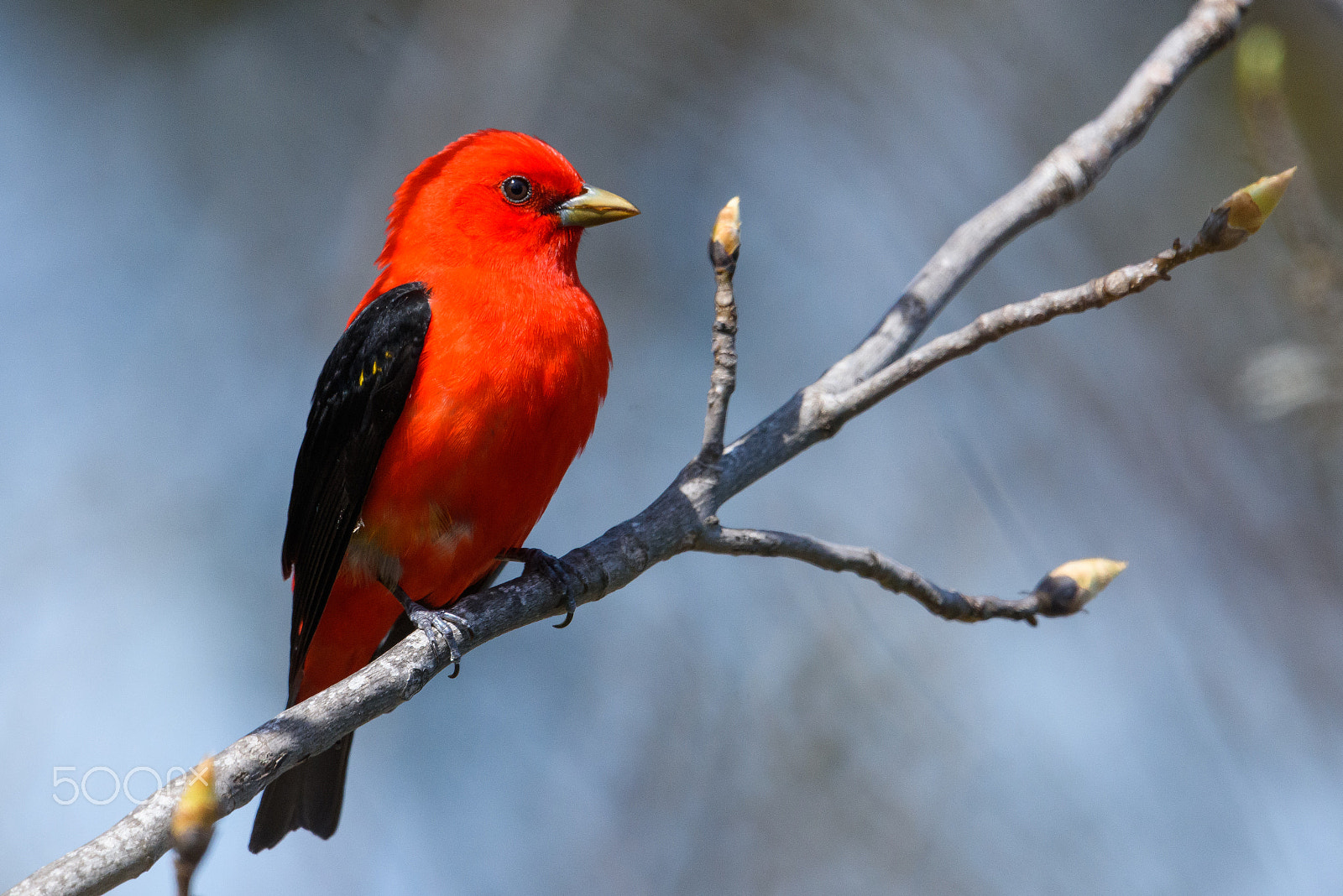 Nikon AF-S Nikkor 500mm F4E FL ED VR sample photo. Scarlet tanager relaxing photography