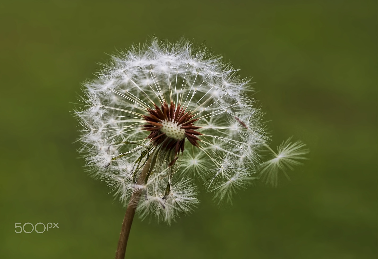 Nikon D800E + AF Micro-Nikkor 55mm f/2.8 sample photo. Karahindiba  (taraxacum officinale) photography