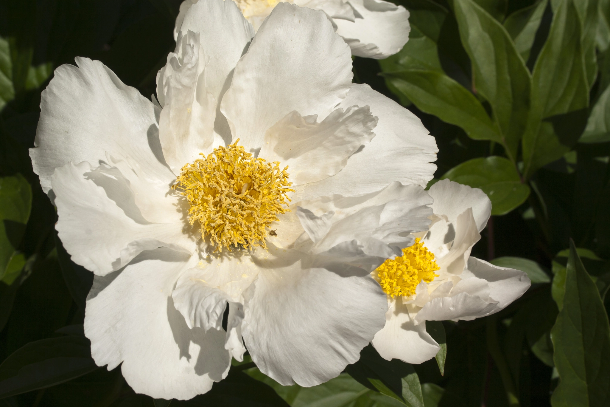 Canon EOS 400D (EOS Digital Rebel XTi / EOS Kiss Digital X) sample photo. Peony closeup photography