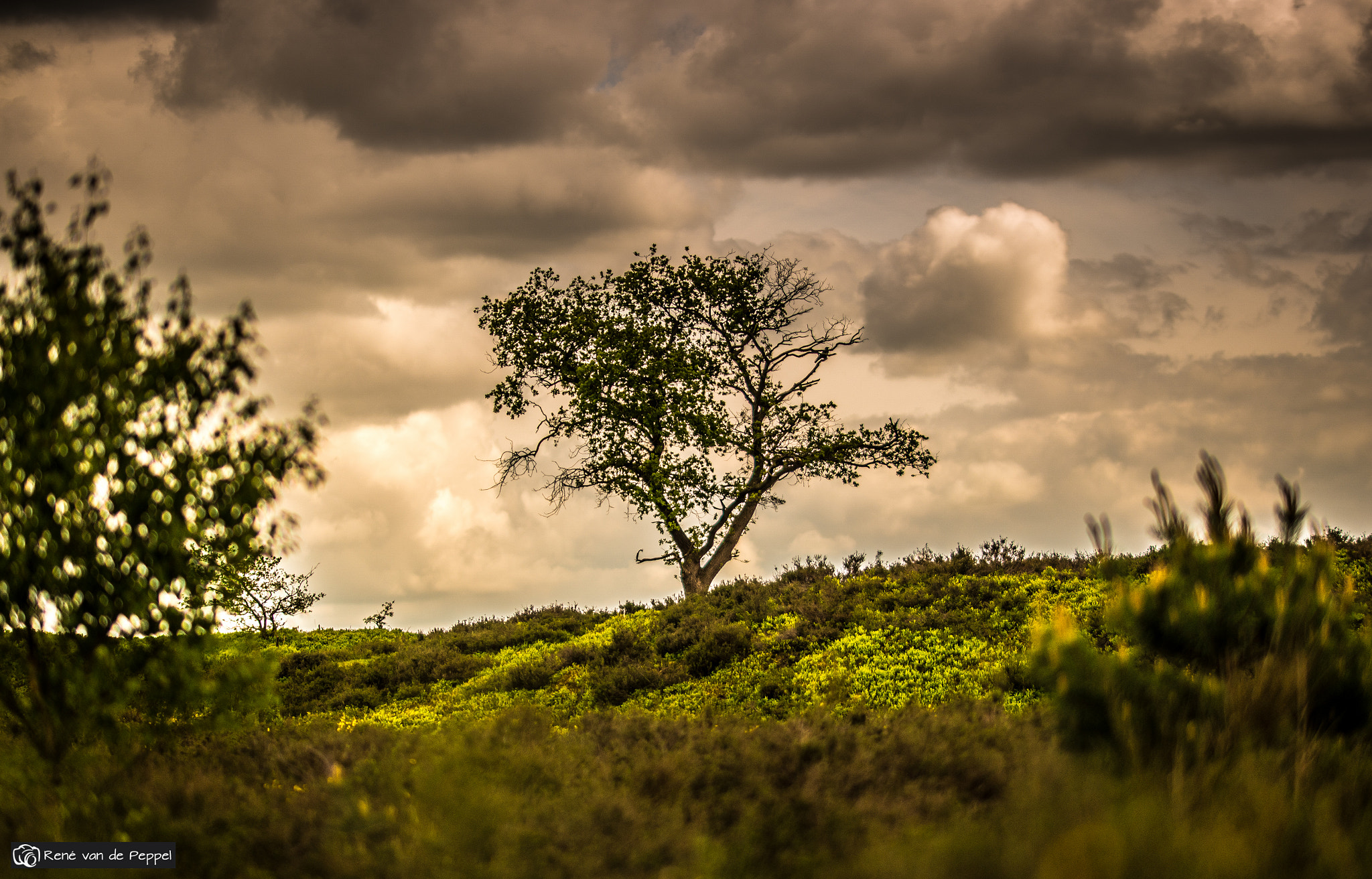 Samsung NX1 + Samsung NX 85mm F1.4 ED SSA sample photo. Lost tree photography