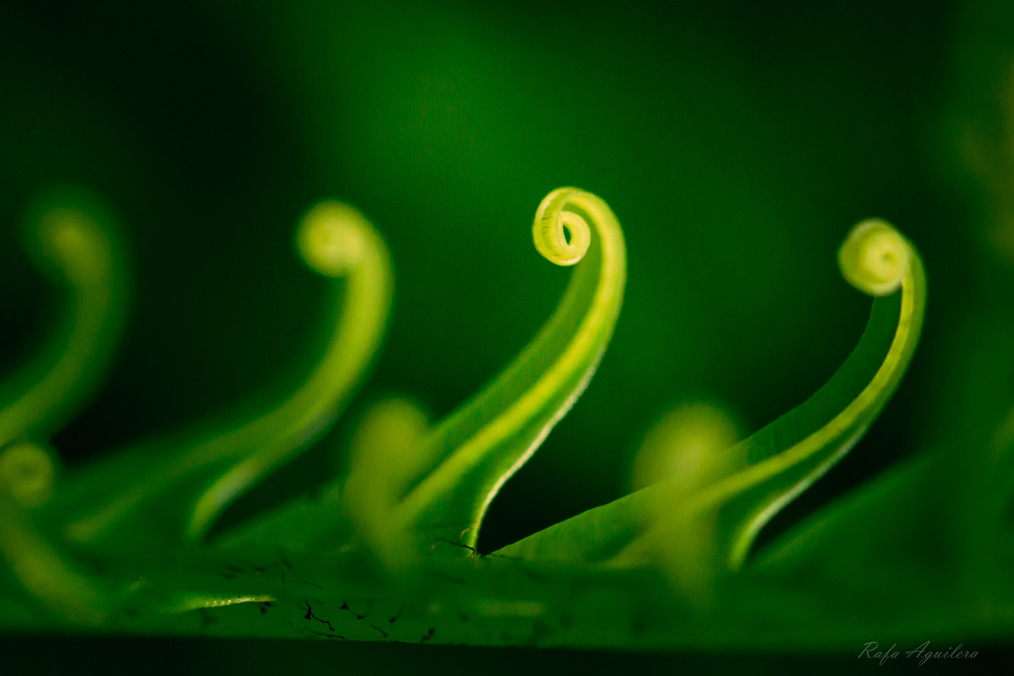 Sigma 105mm F2.8 EX DG OS HSM sample photo. Just leaves photography