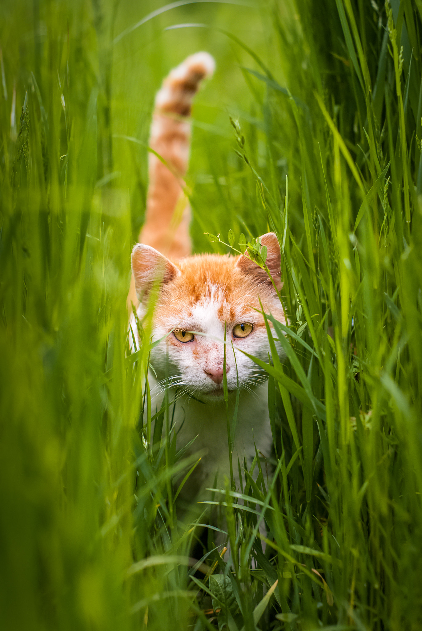 Sony Alpha DSLR-A200 + Minolta AF 50mm F1.7 sample photo. Through the grass photography