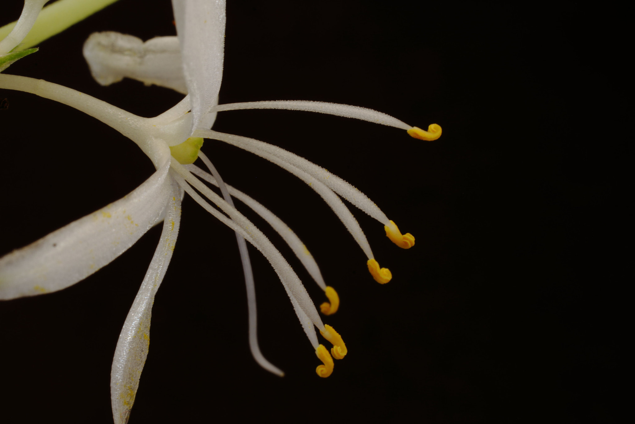 Sigma 50mm f/2.8 EX sample photo. Spider plant photography