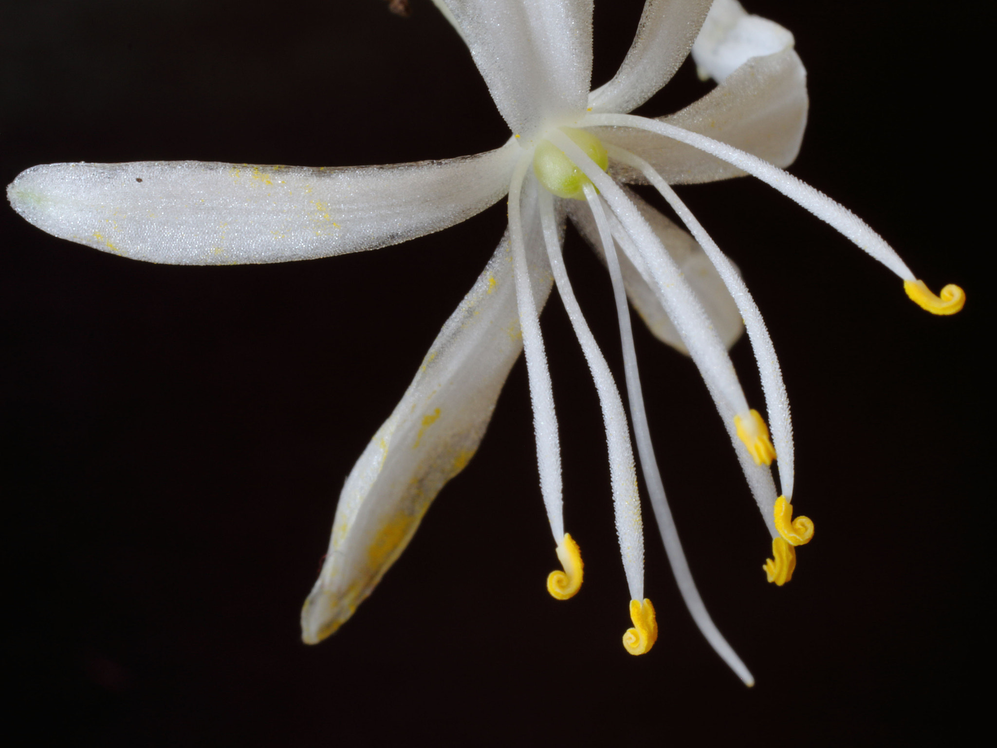 Canon EOS 700D (EOS Rebel T5i / EOS Kiss X7i) + Sigma 50mm f/2.8 EX sample photo. Spider plant photography