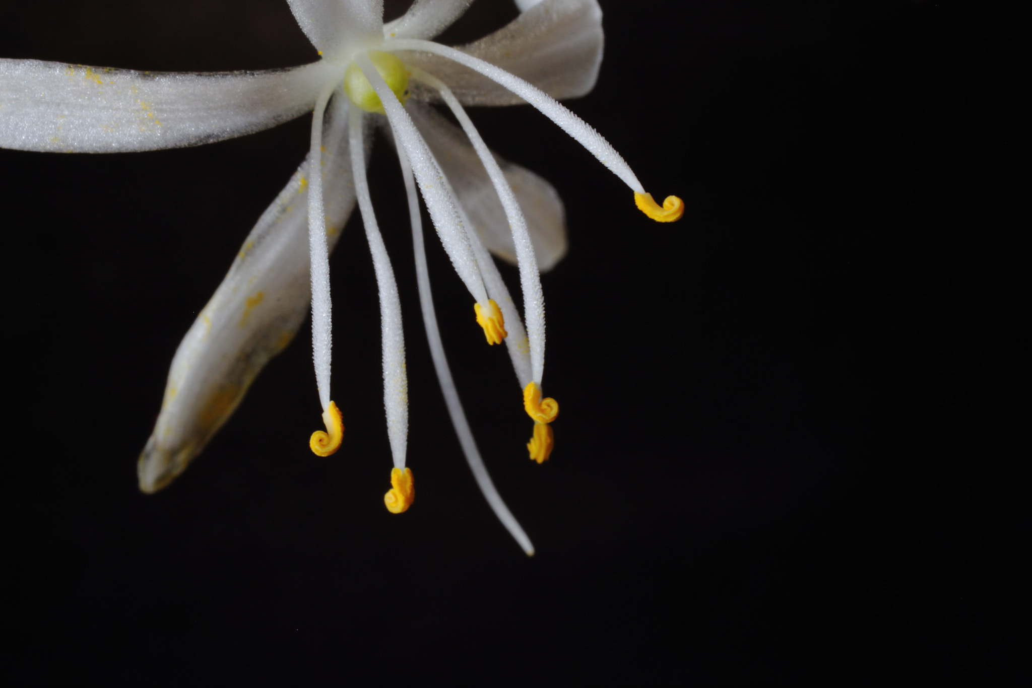 Canon EOS 700D (EOS Rebel T5i / EOS Kiss X7i) + Sigma 50mm f/2.8 EX sample photo. Spider plant photography