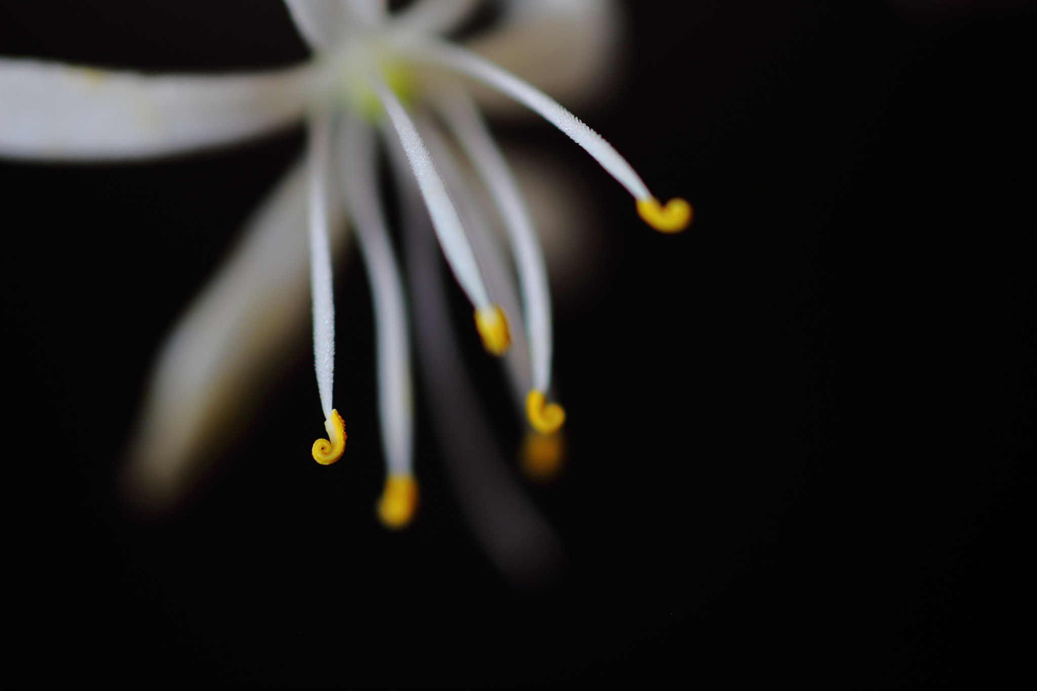 Canon EOS 700D (EOS Rebel T5i / EOS Kiss X7i) + Sigma 50mm f/2.8 EX sample photo. Spider plant photography