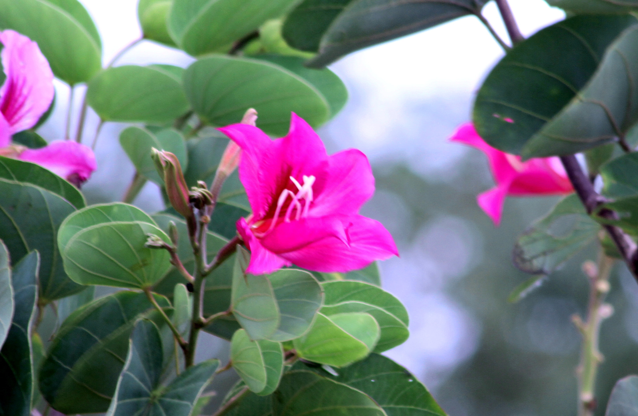 Canon EOS 7D + Canon 70-300mm sample photo. Flowers photography