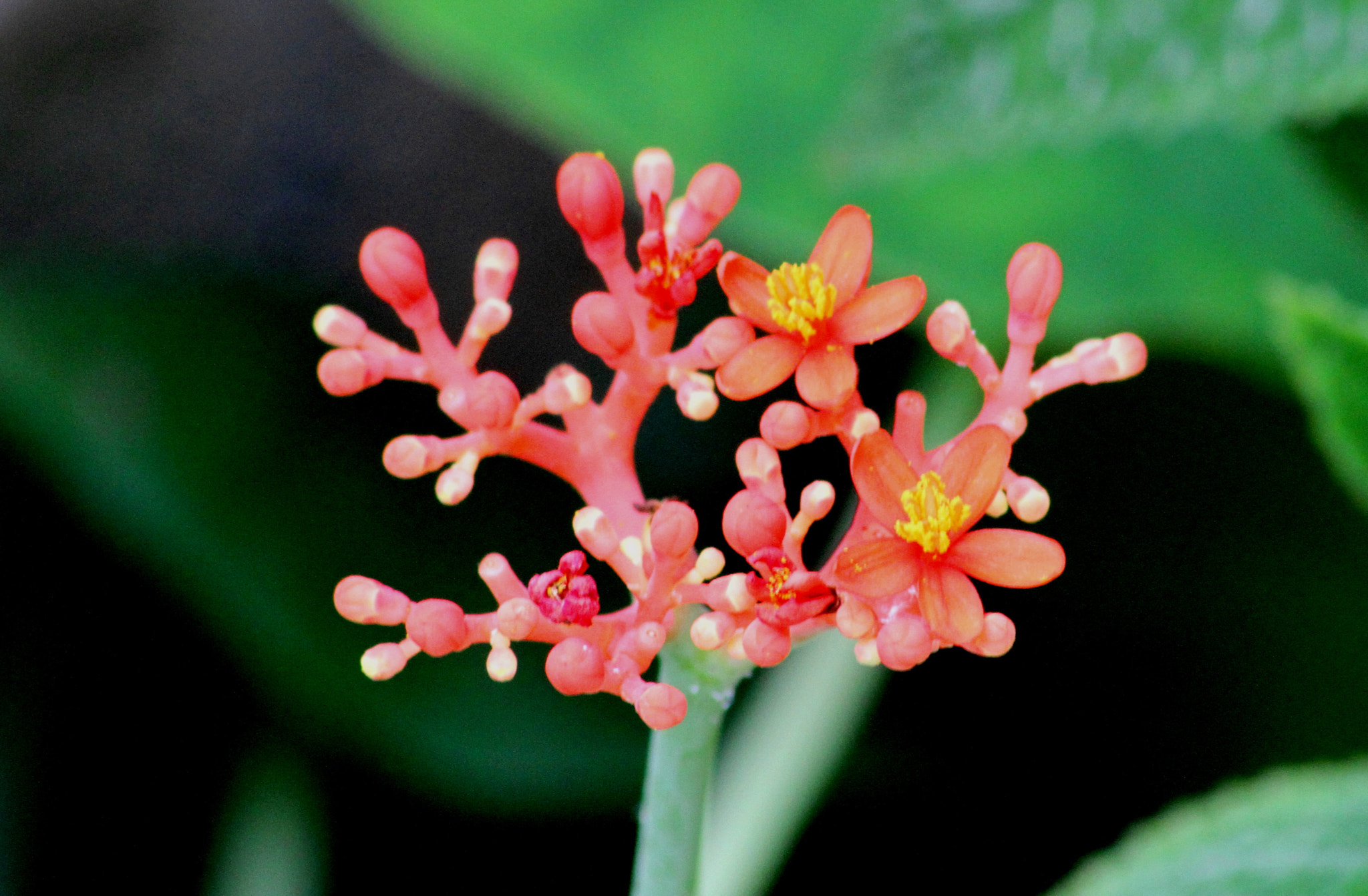 Canon EOS 7D + Canon 70-300mm sample photo. Flowers photography