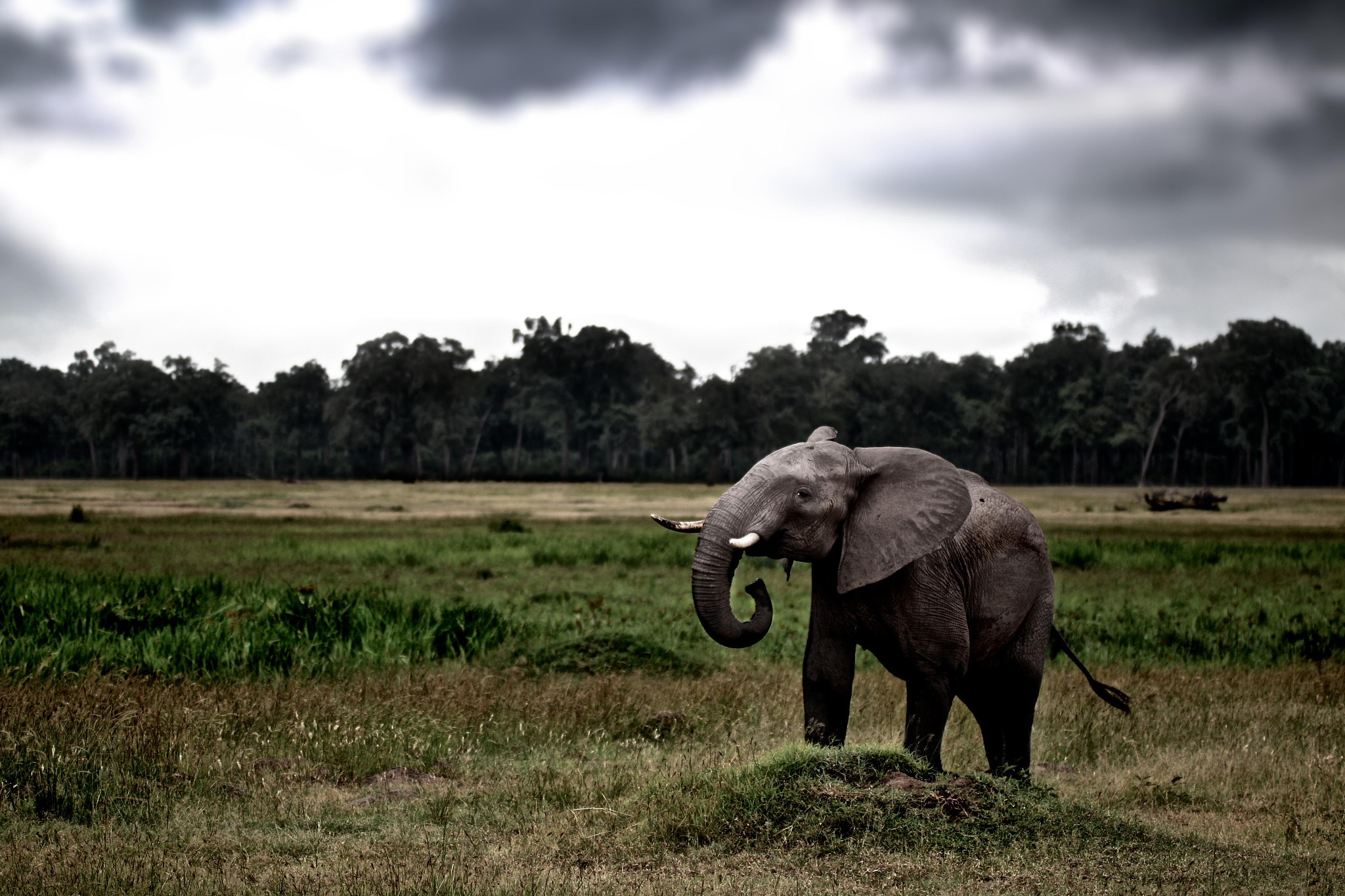 Sigma 150mm f/2.8 EX DG OS HSM APO Macro sample photo. Un éléphant dans le masai mara, kenya, janvier 2016 photography