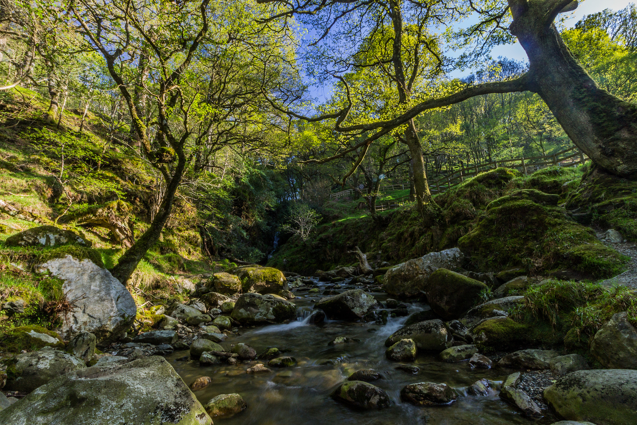 Canon EF-S 10-18mm F4.5–5.6 IS STM sample photo. Forest - glendalough photography