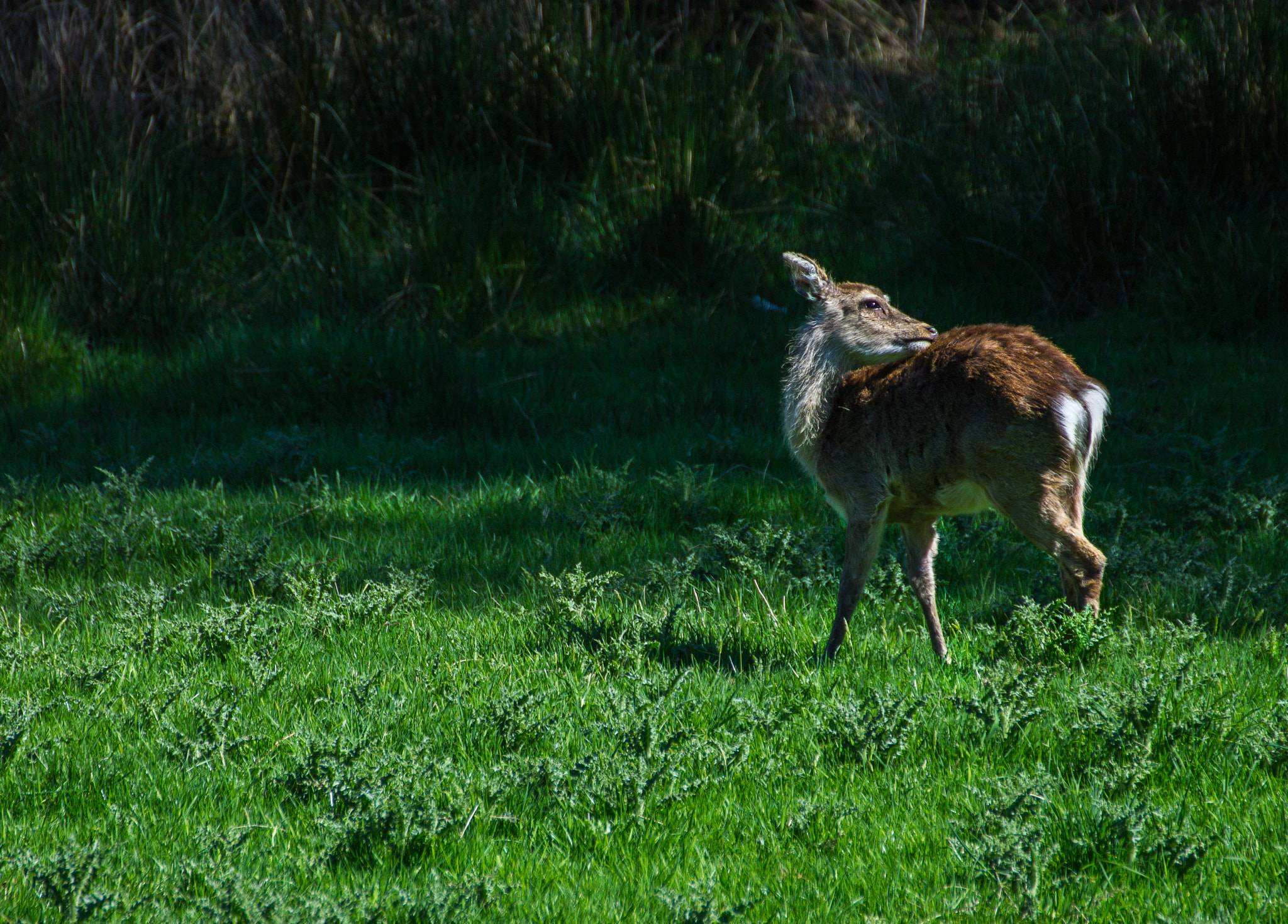 Tamron SP 35mm F1.8 Di VC USD sample photo. Deer - glendalough photography