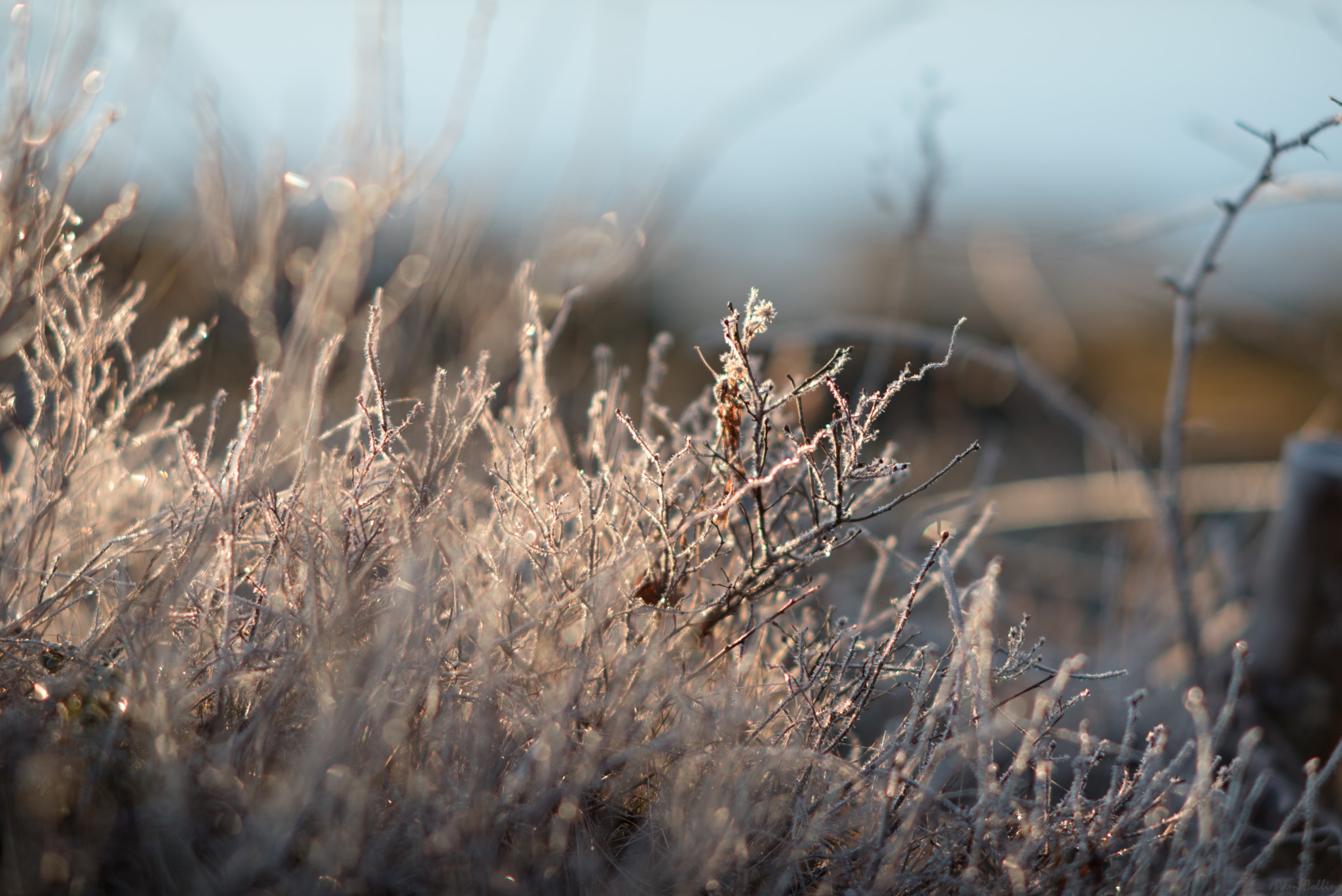 Nikon D750 + AF DC-Nikkor 135mm f/2D sample photo. Frost kissed photography