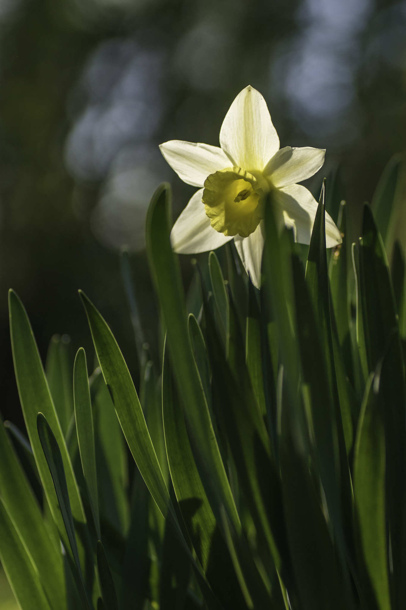 Sony ILCA-77M2 + Tamron SP AF 90mm F2.8 Di Macro sample photo. Narcissus photography