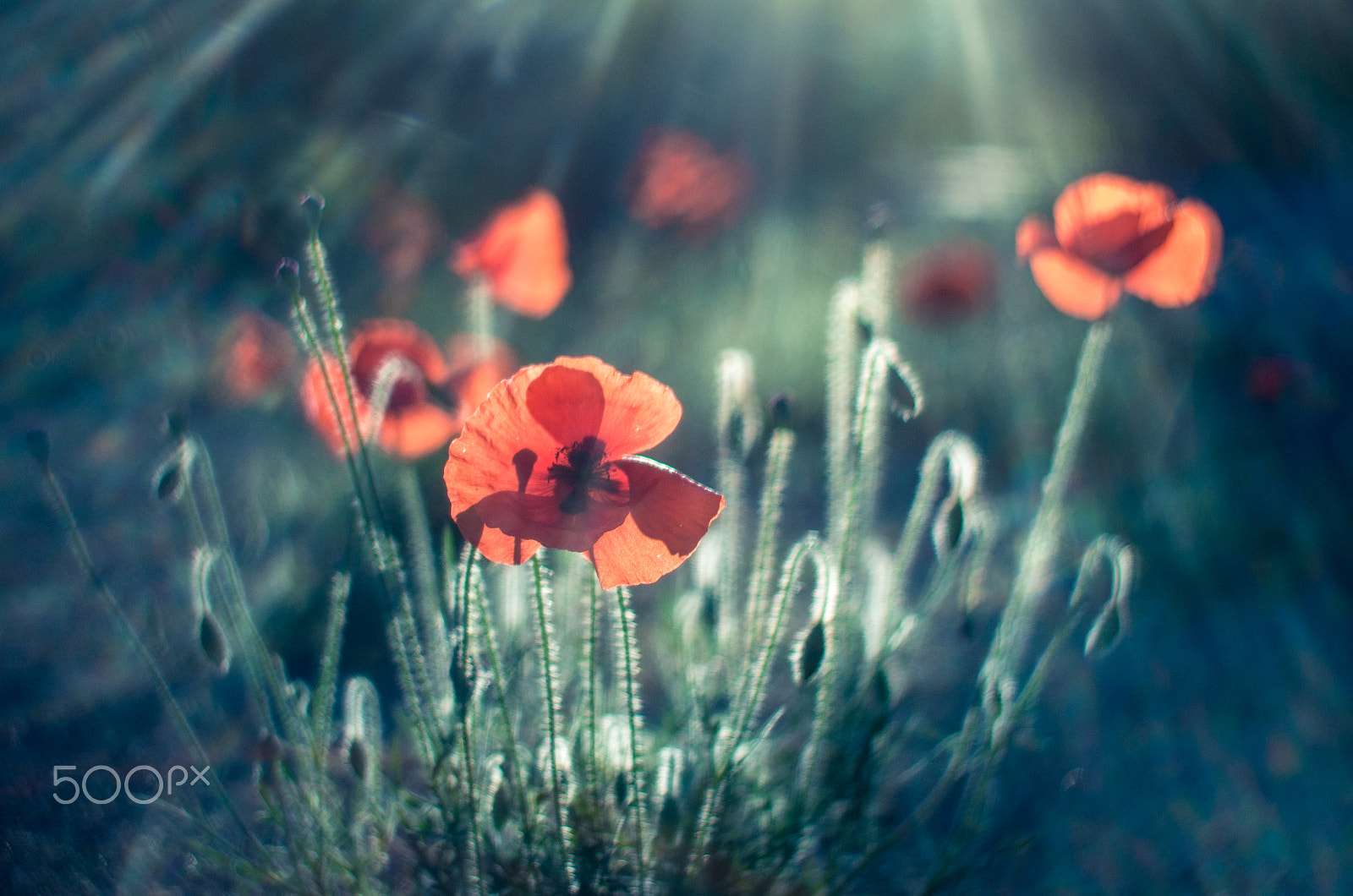 Pentax K-5 IIs sample photo. Spring 2016 poppies photography