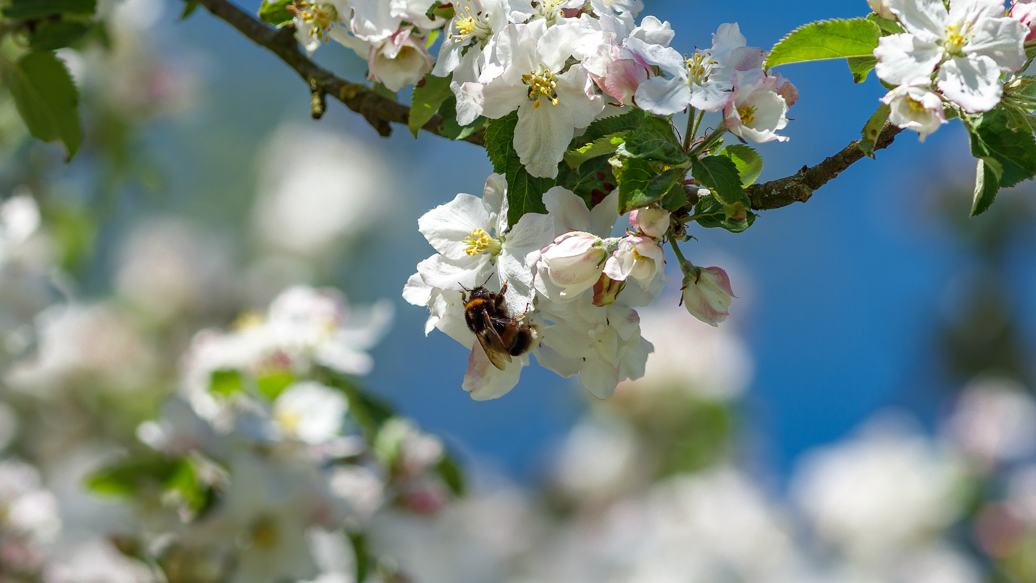 Canon EOS 60D + Canon EF 300mm F4L IS USM sample photo. Bumblebee photography