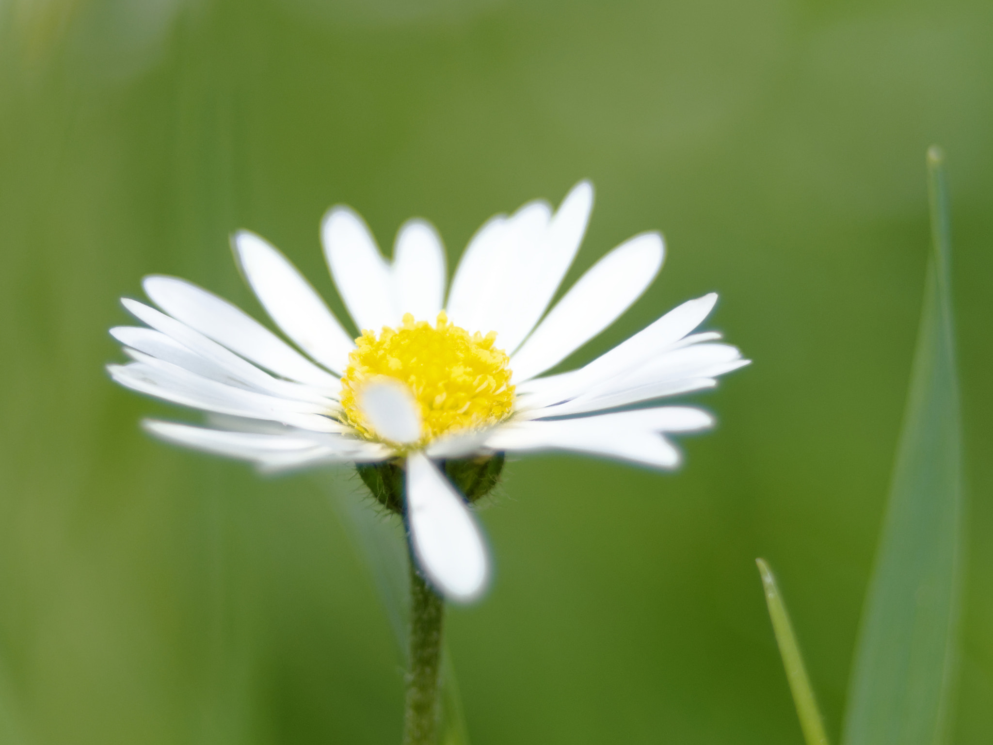 Pentax K-5 sample photo. Parc morbras photography