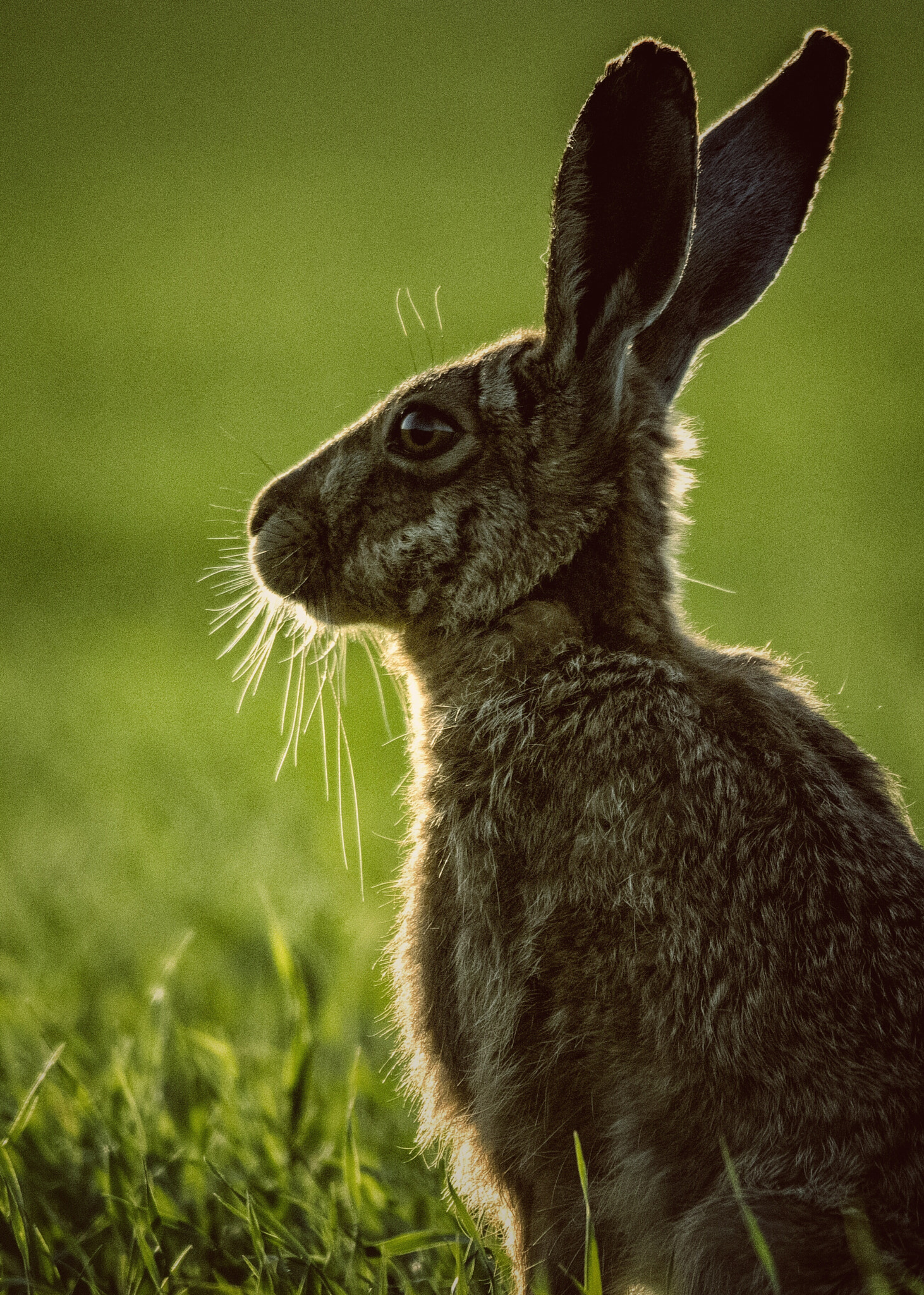 Nikon D5300 + Nikon AF-S Nikkor 300mm F4D ED-IF sample photo. Dusk hare portrait photography