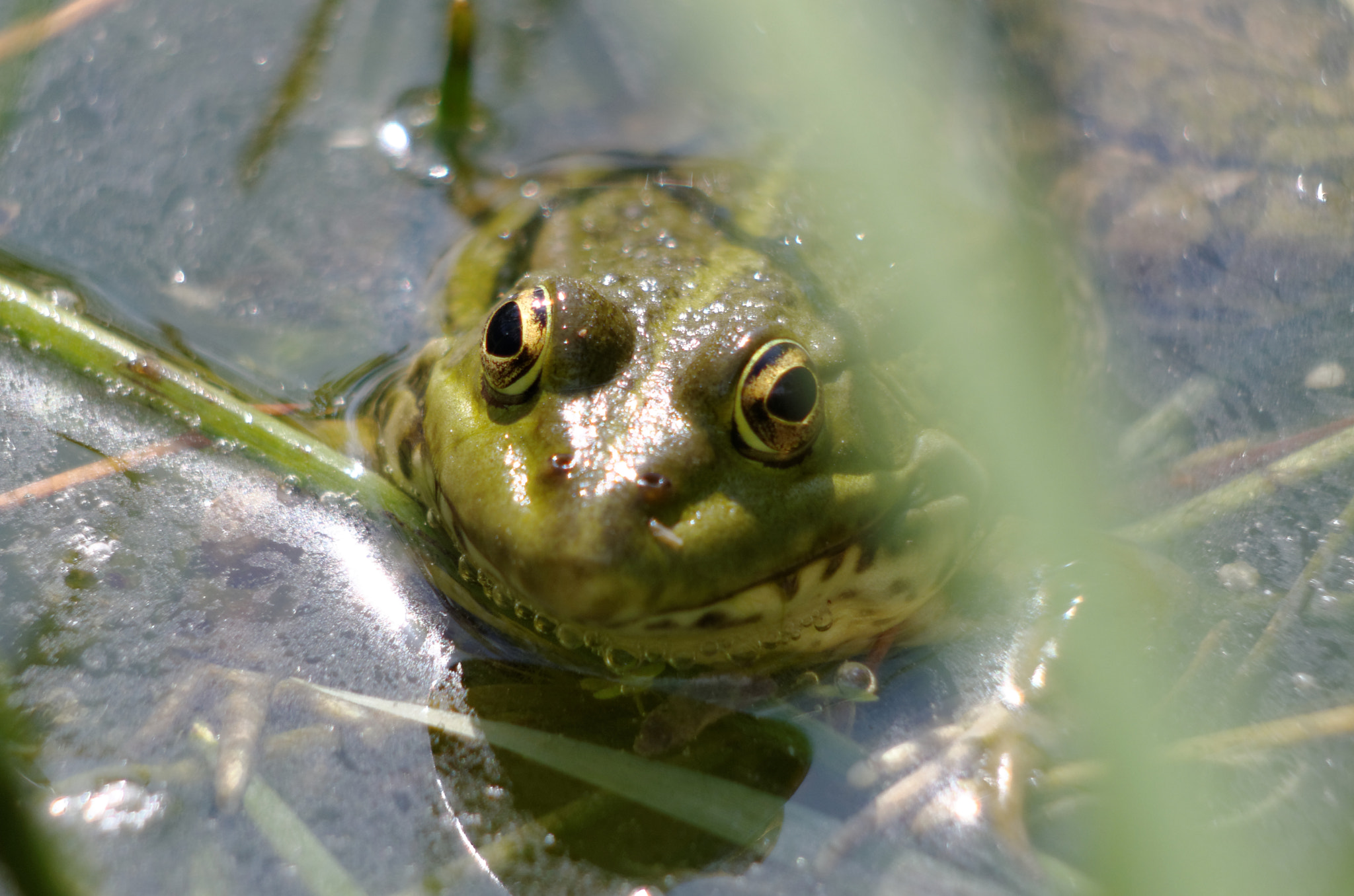 Pentax K-5 sample photo. Parc morbras photography