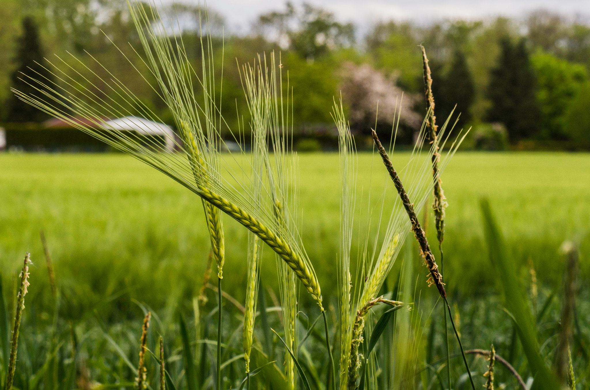 OLYMPUS M.14-150mm F4.0-5.6 II sample photo. Corn grows up... photography