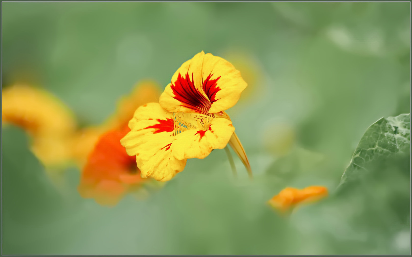 Sigma 70-300mm F4-5.6 APO Macro Super II sample photo. Beautiful food photography