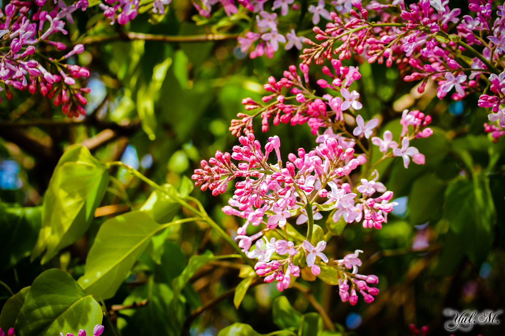 Panasonic Leica DG Macro-Elmarit 45mm F2.8 ASPH OIS sample photo. It's me photography