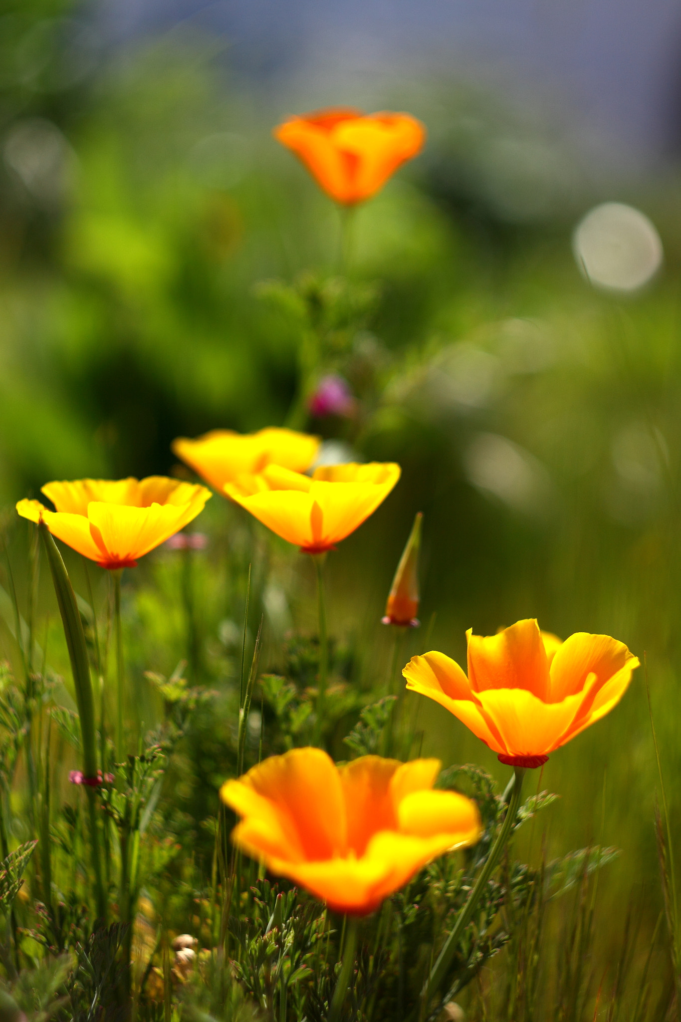 Canon 1-65535mm sample photo. Bokeh de fleurs photography