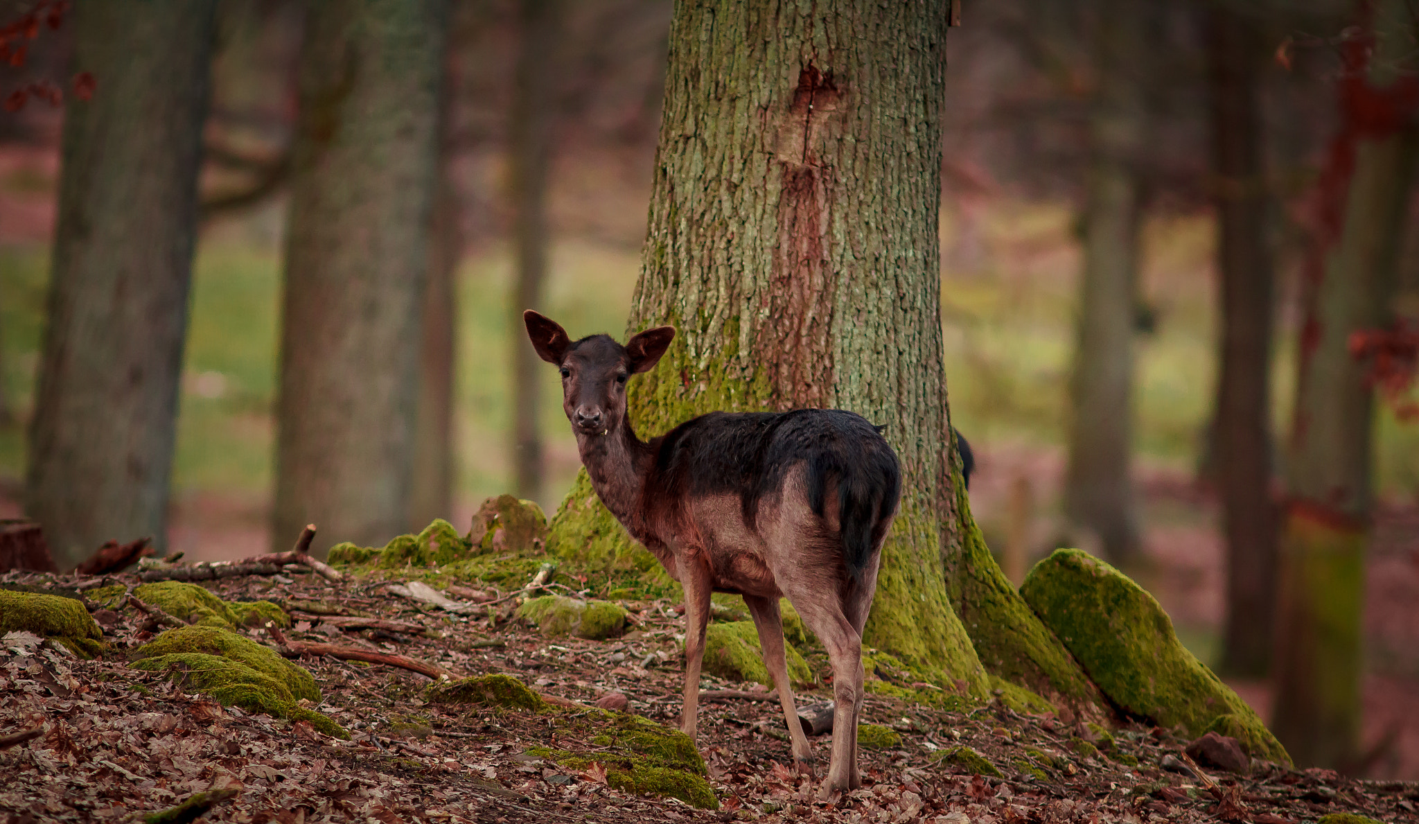Canon EOS 60D + Canon EF 300mm F4L IS USM sample photo. Some deer photography