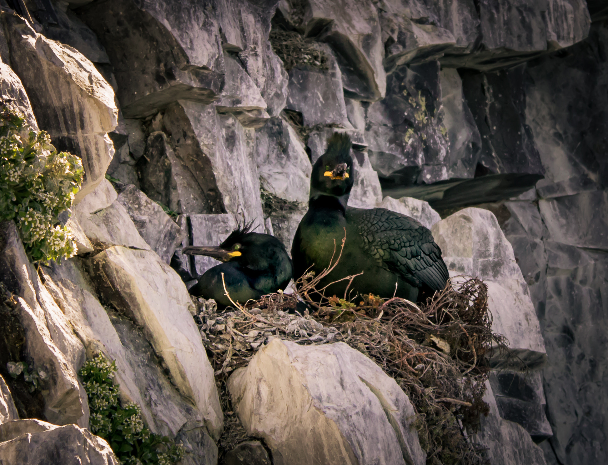 Sigma 70-200mm F2.8 EX DG OS HSM sample photo. Phalacrocorax aristotelis photography