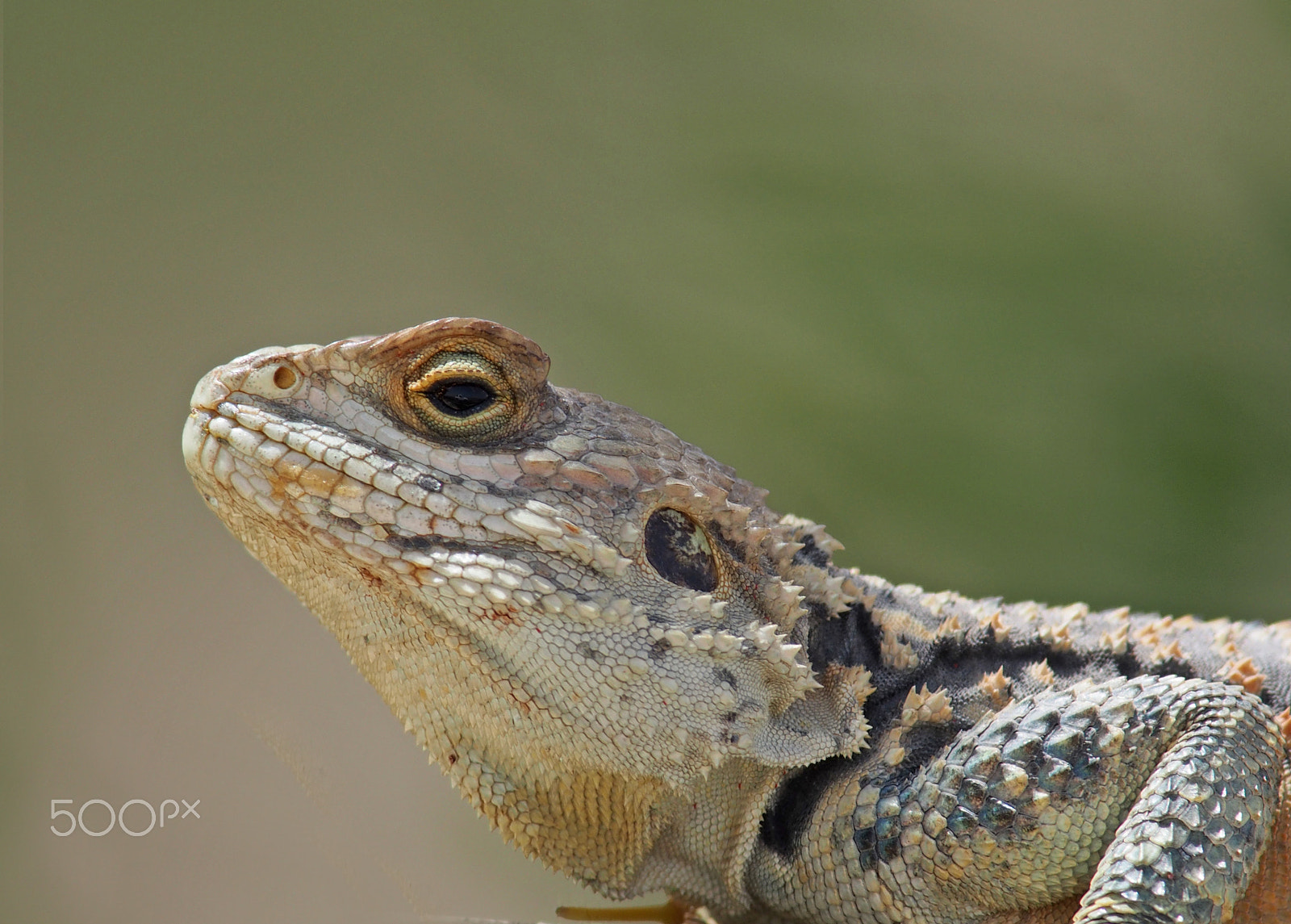 Olympus OM-D E-M5 + OLYMPUS 300mm Lens sample photo. Stellagama ( laudakia ) stellio cypriaca ( sling-tailed agama - Κουρκουτάς ) photography