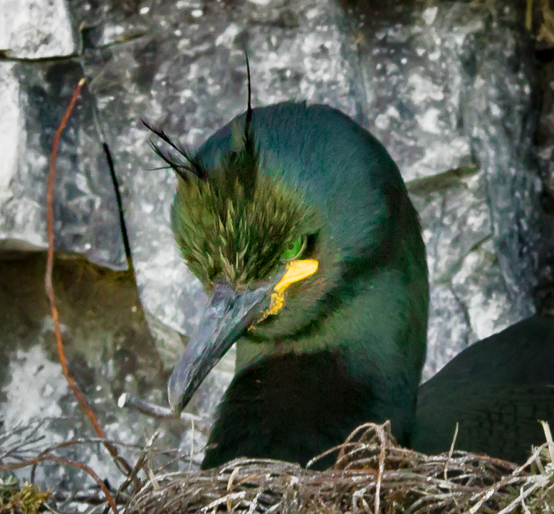Sigma 70-200mm F2.8 EX DG OS HSM sample photo. Phalacrocorax aristotelis photography