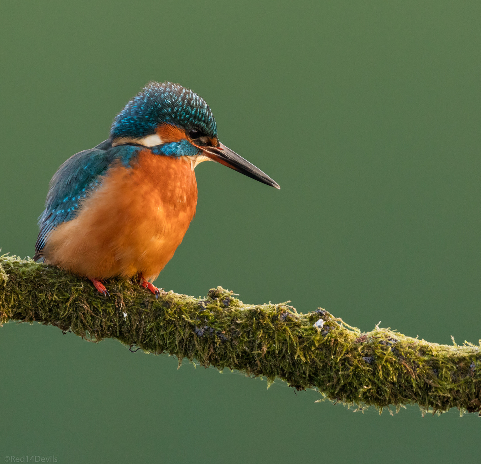 Canon EOS 5DS + Canon EF 100-400mm F4.5-5.6L IS II USM sample photo. Common kingfisher. photography