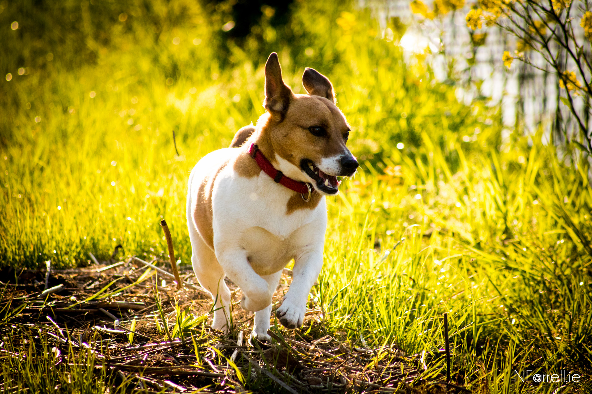 Canon EOS 750D (EOS Rebel T6i / EOS Kiss X8i) sample photo. Carefree rocco photography