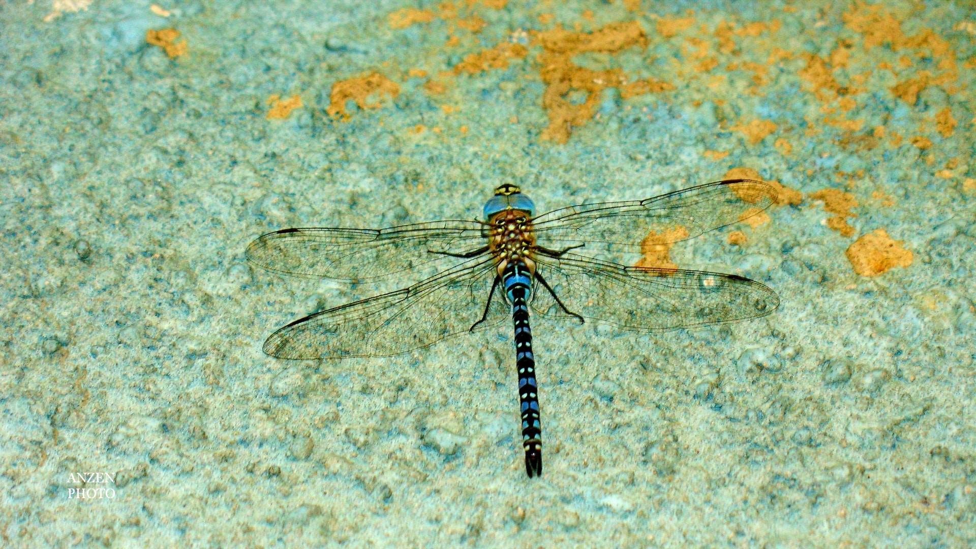 Sony DSC-V3 sample photo. Dragonfly photography