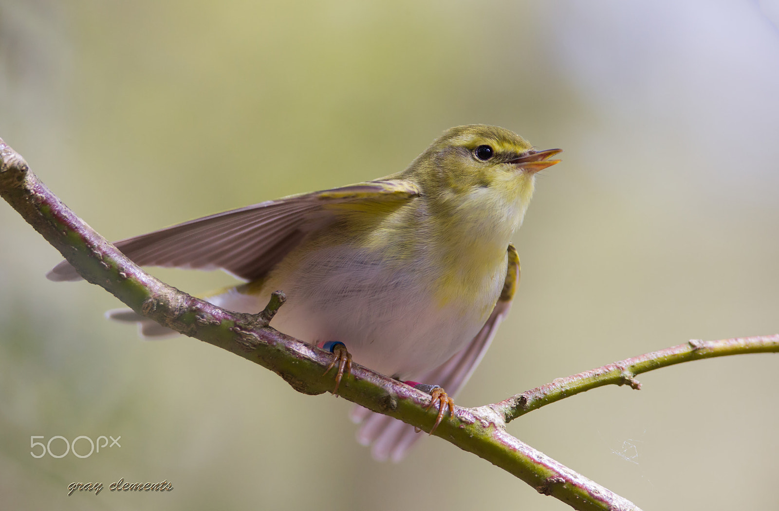 Canon EF 300mm F2.8L IS USM sample photo. Wood warbler photography